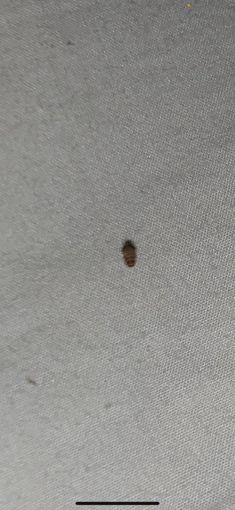 Is this a bed bug? Victoria Australia whatsthisbug