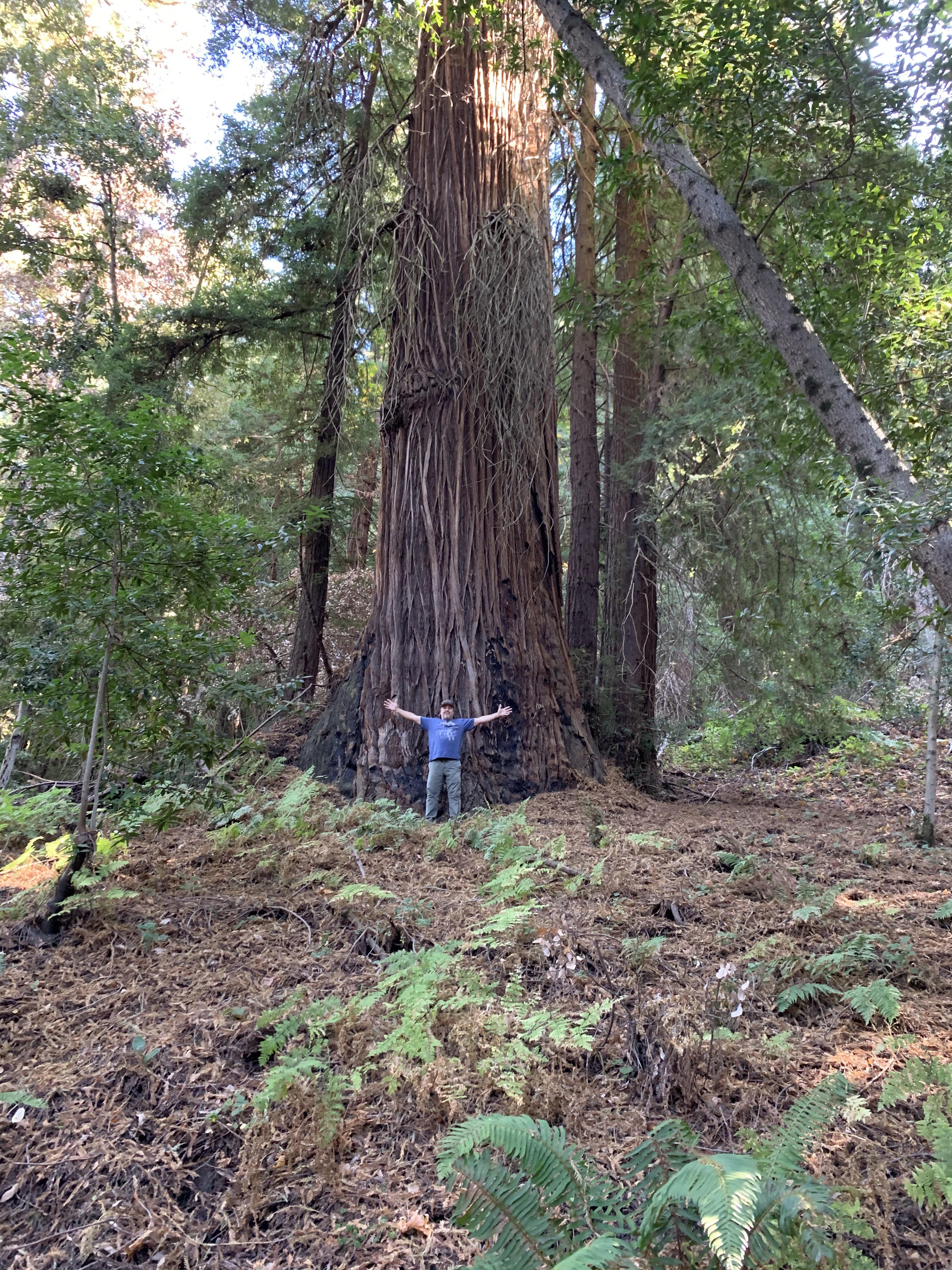 Rare old growth Redwood on hike near my house, Moody Gulch, Santa Cruz