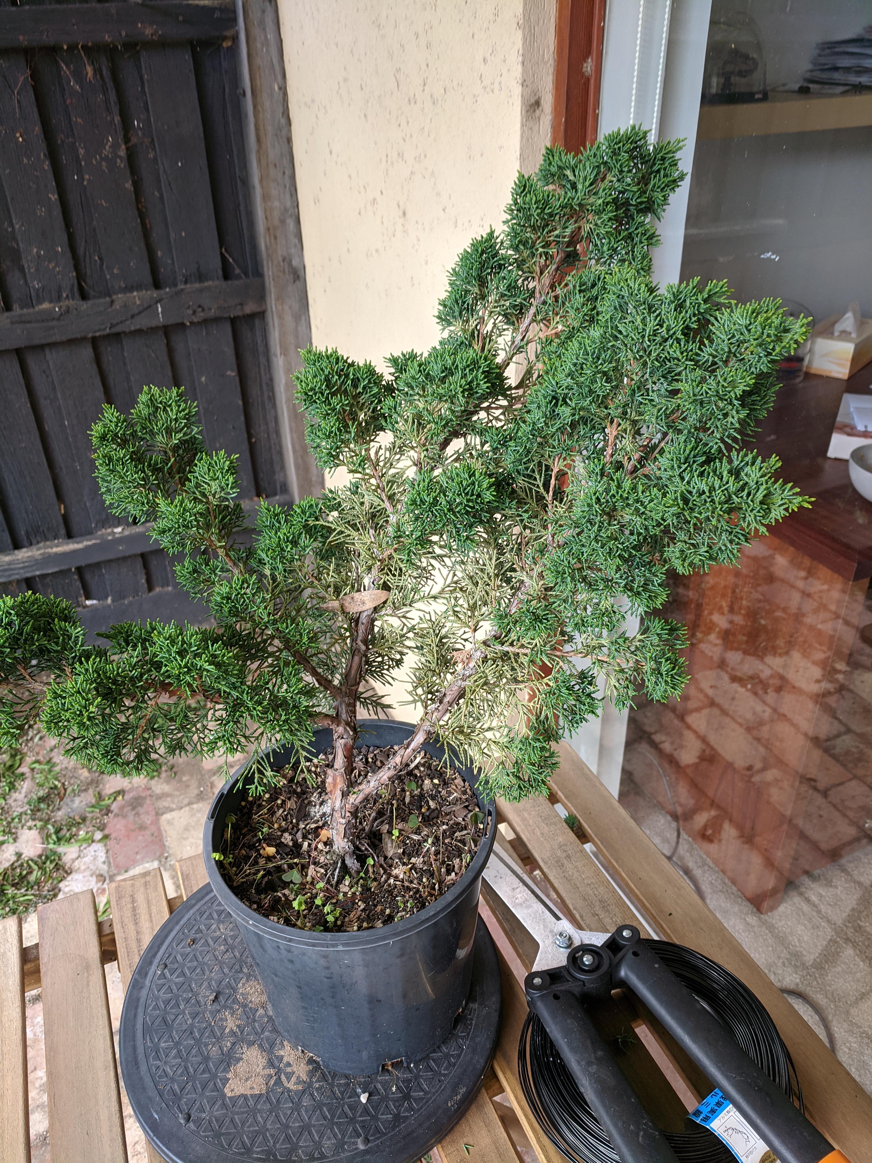 I have this beautiful Shimpaku Juniper who I think is ready to start