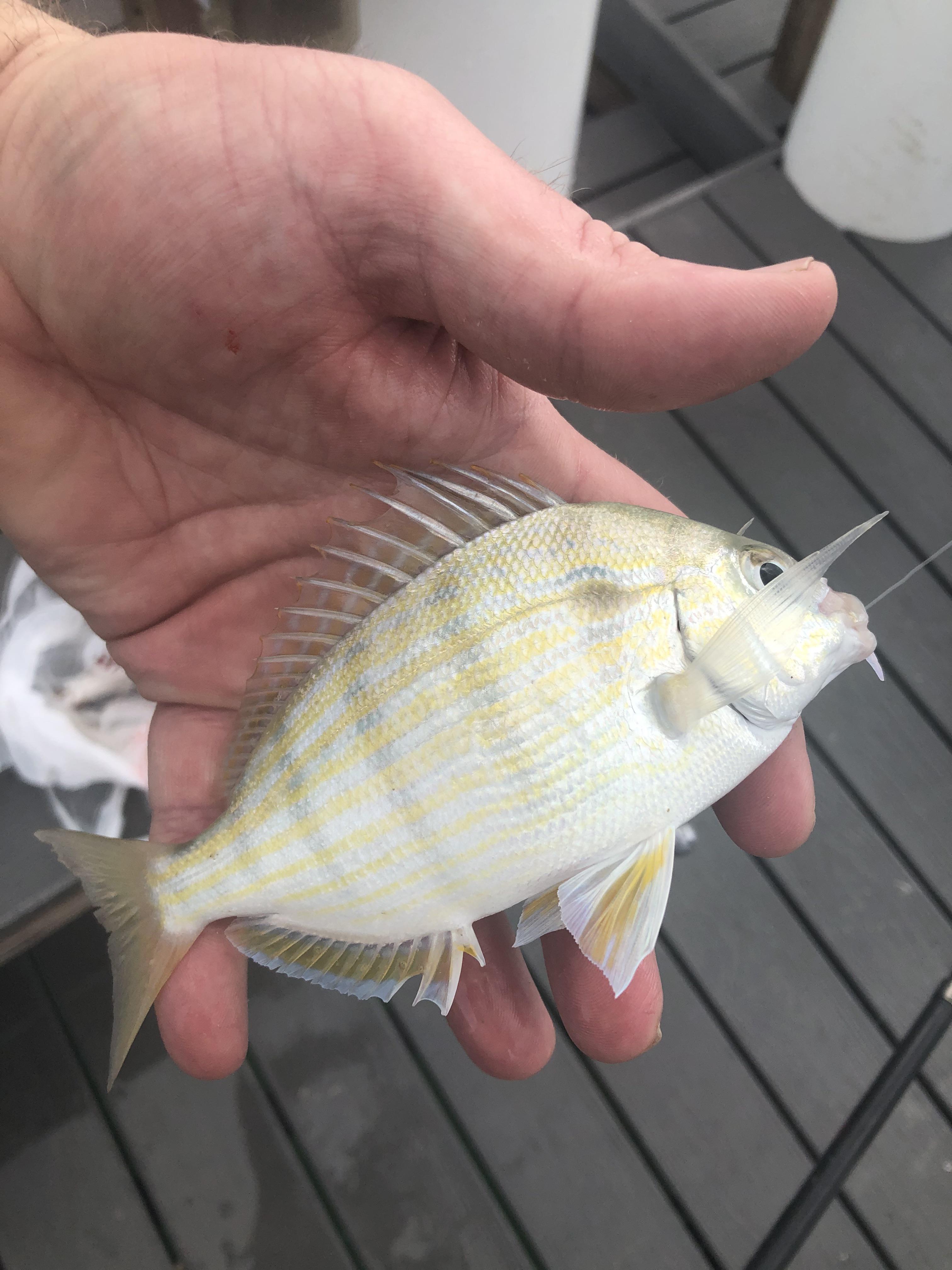 51st species caught. The Pinfish. r/Fishing
