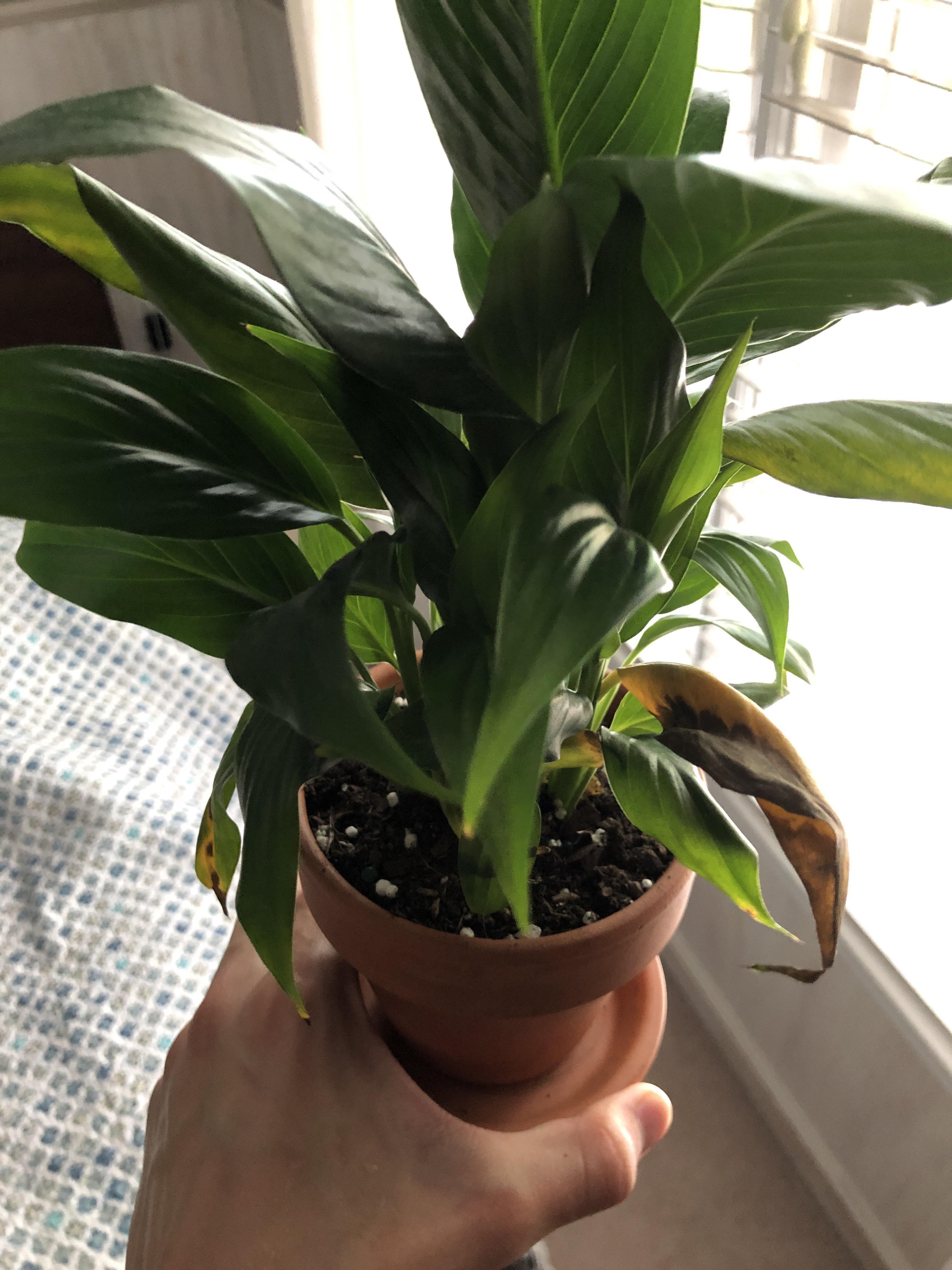 Yellow/brown drooping leaves on peace lily r/houseplants