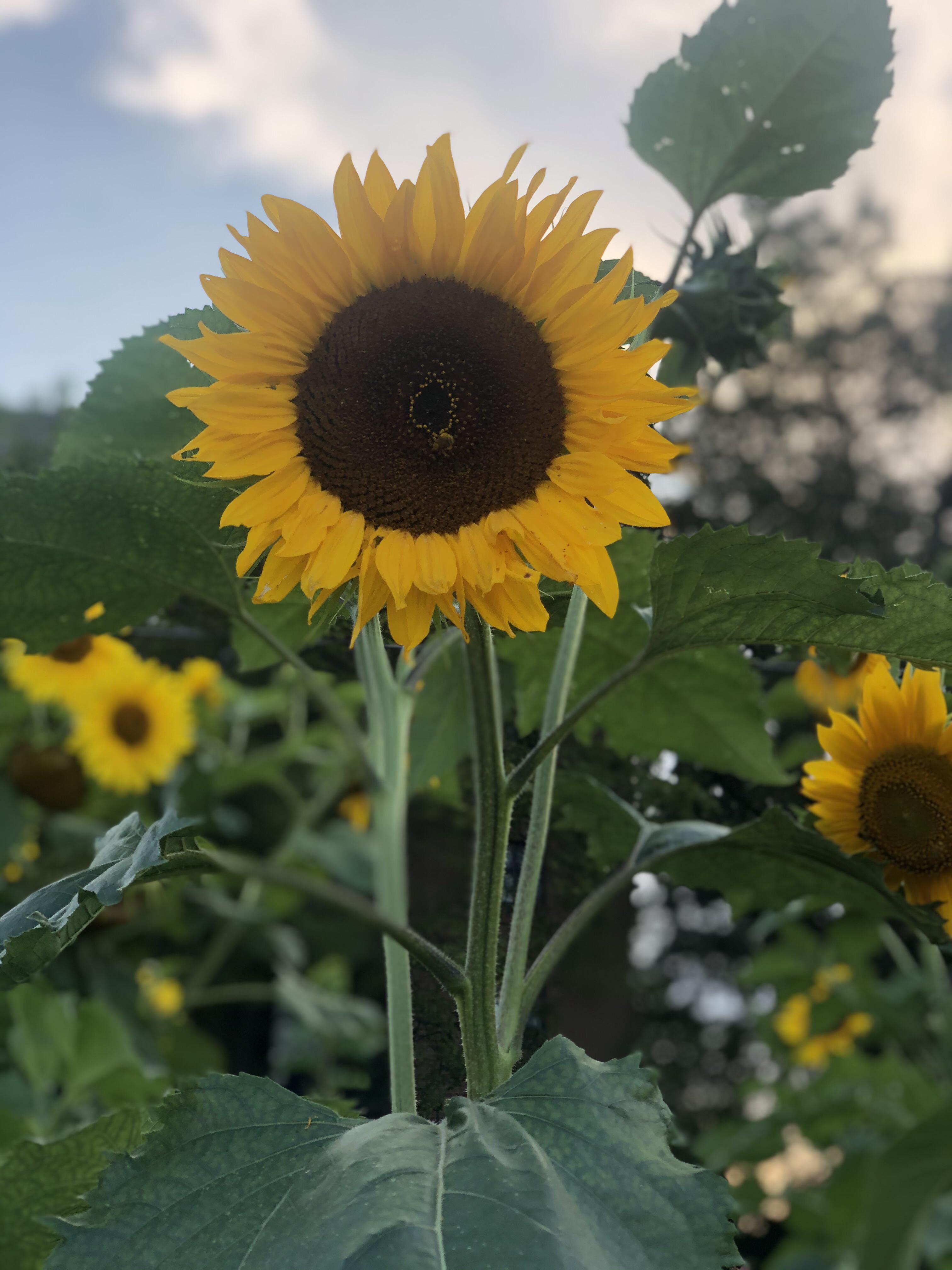 Some beautiful sunflowers growing in my backyard. r/gardening