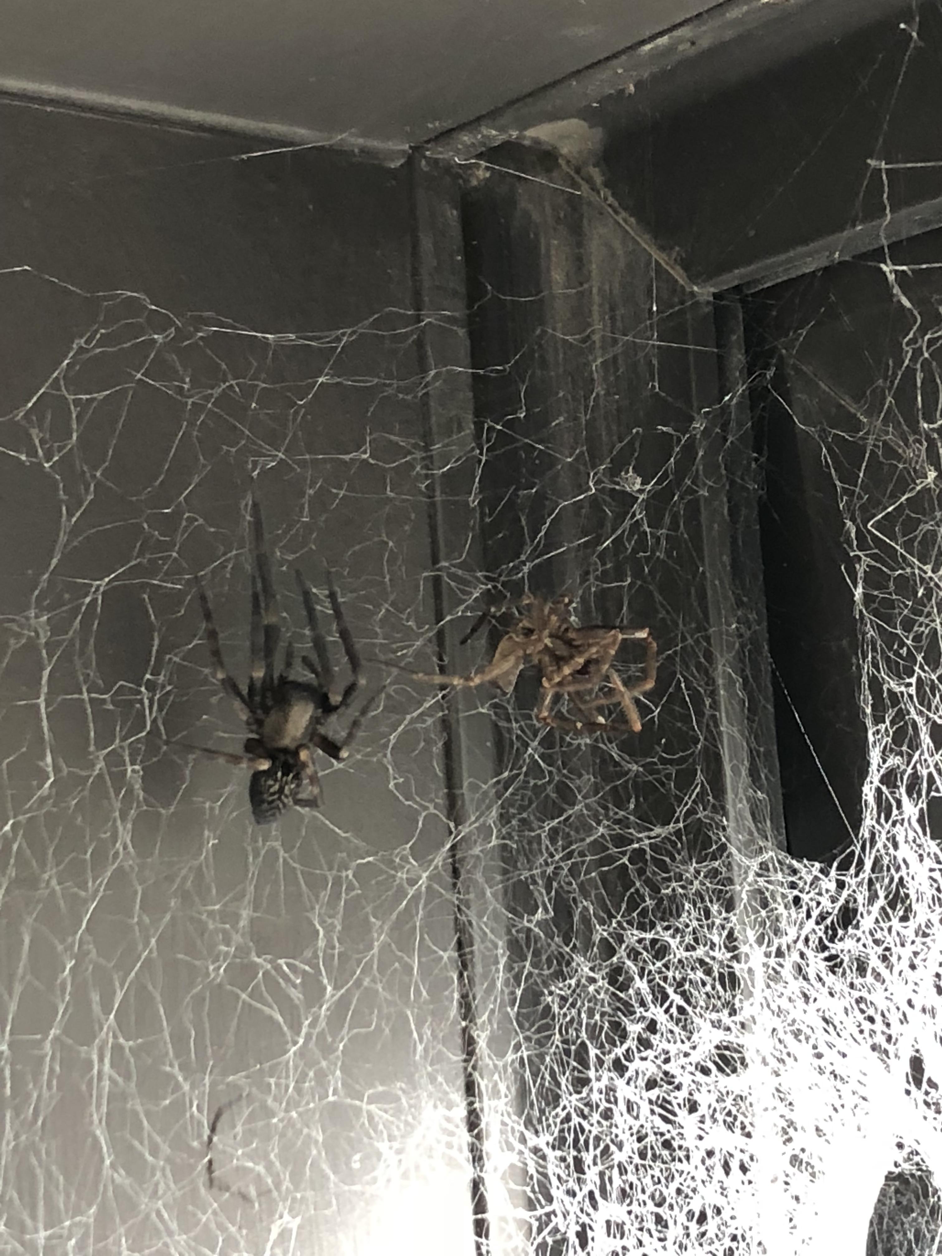 My house spider shed his winter coat r/mildlyinteresting