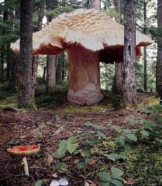 The Giant Honey Mushroom is the world's largest living organism, except