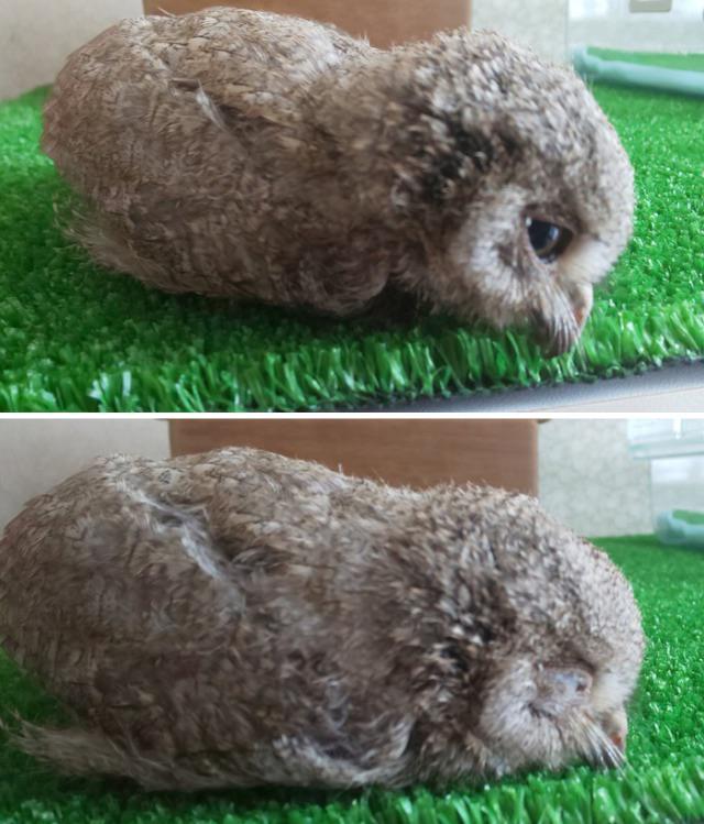 Baby owls have a tendency to sleep face down due to their head to body