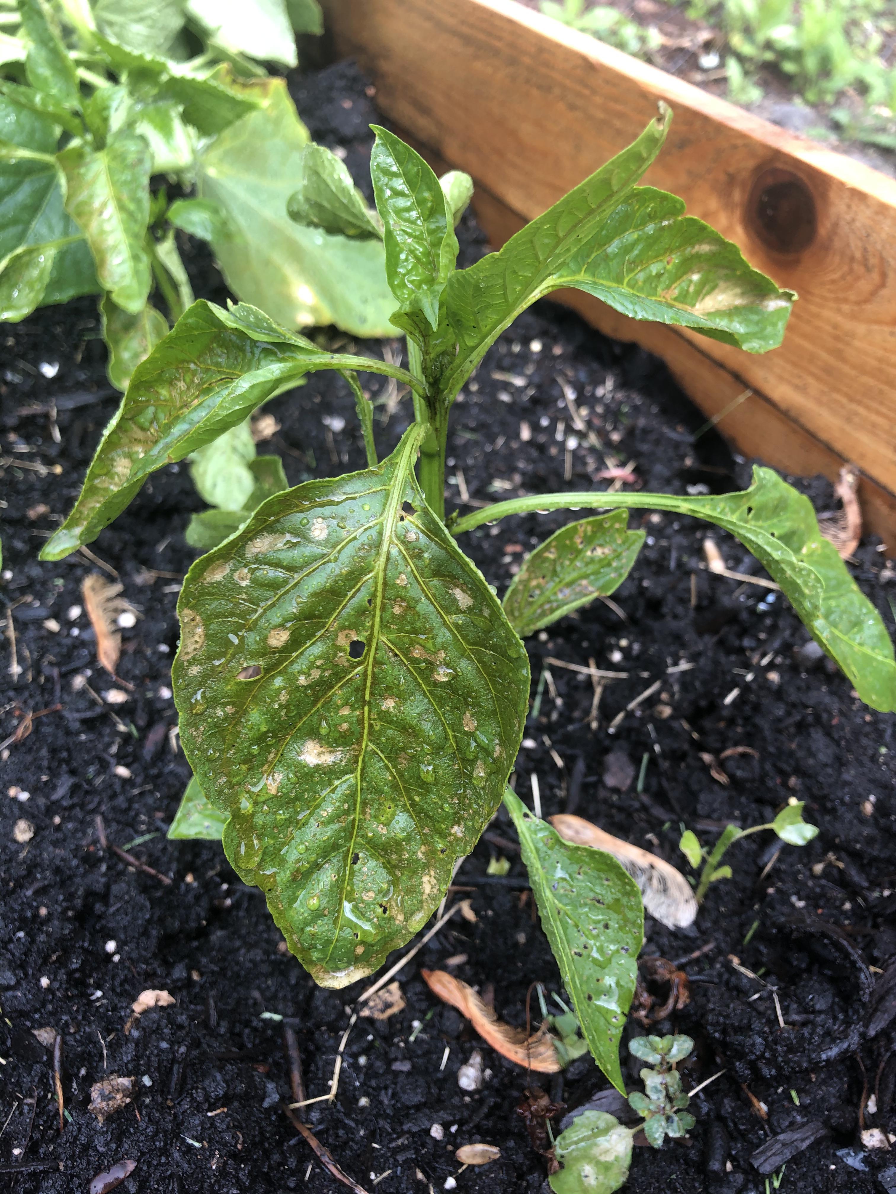 Bugs are relentless on my peppers please help! What are some organic pest deterrents? Can my
