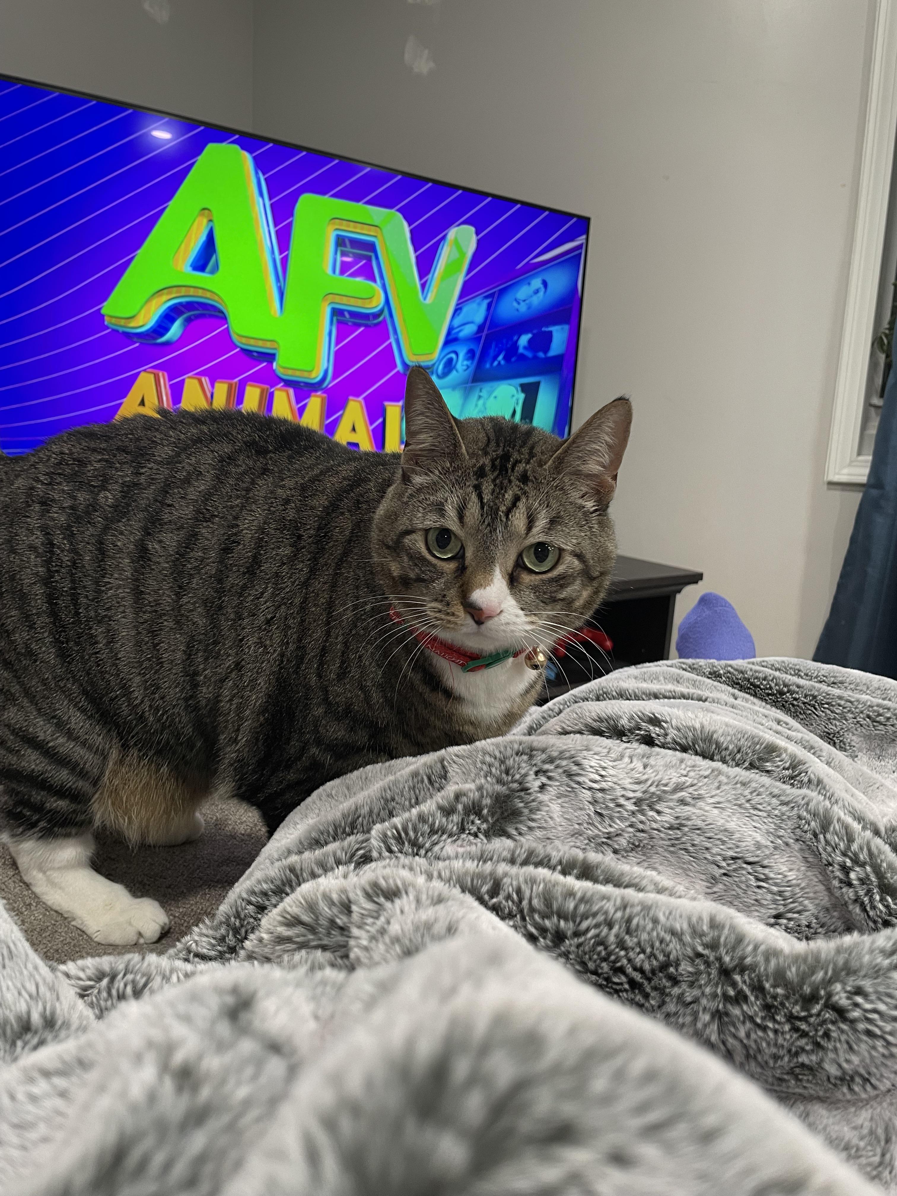 Big chungus claiming the heated blanket r/cats