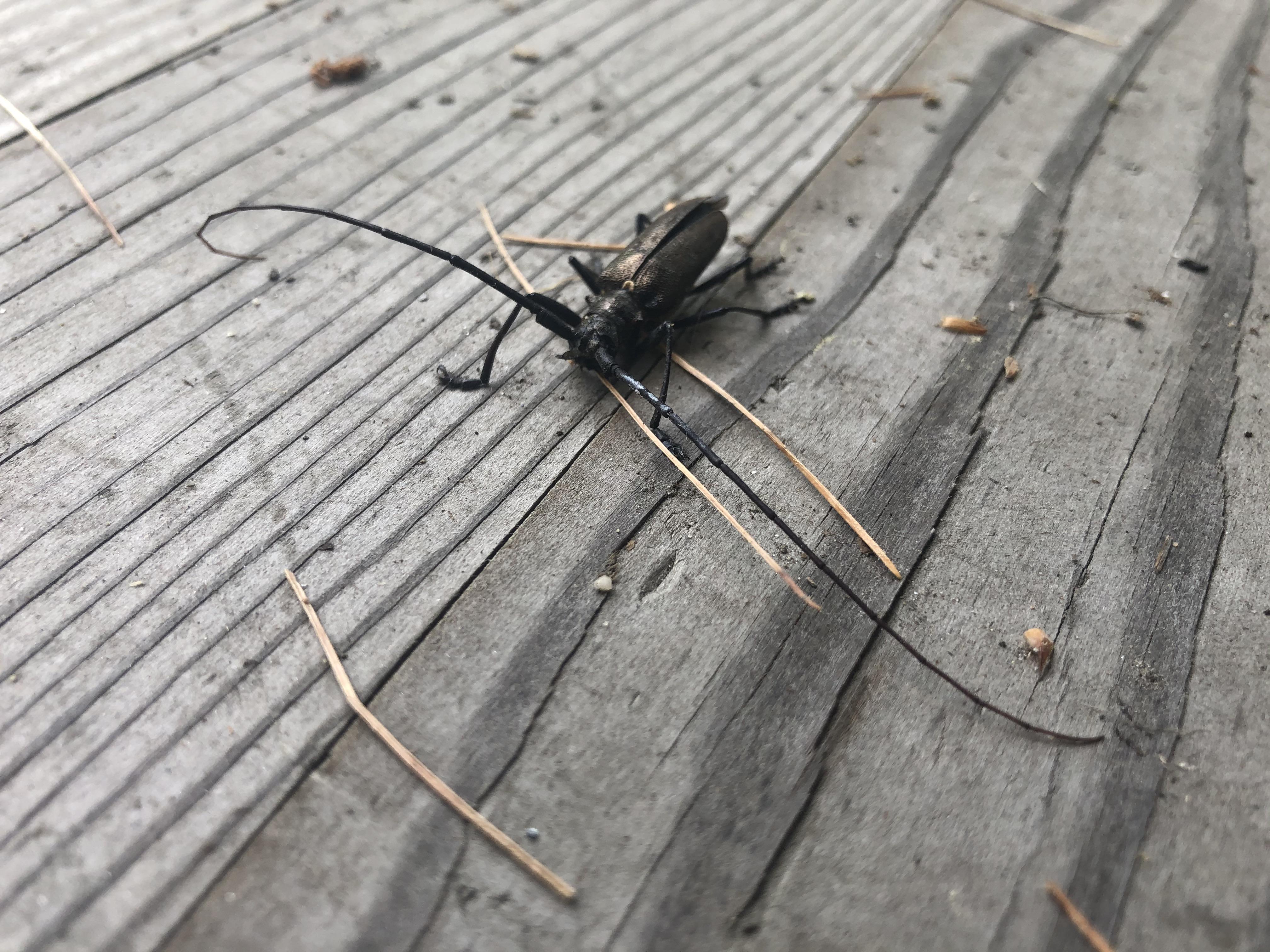 What type of beetle is this?? Central, Vermont. Thanks ) r/whatsthisbug