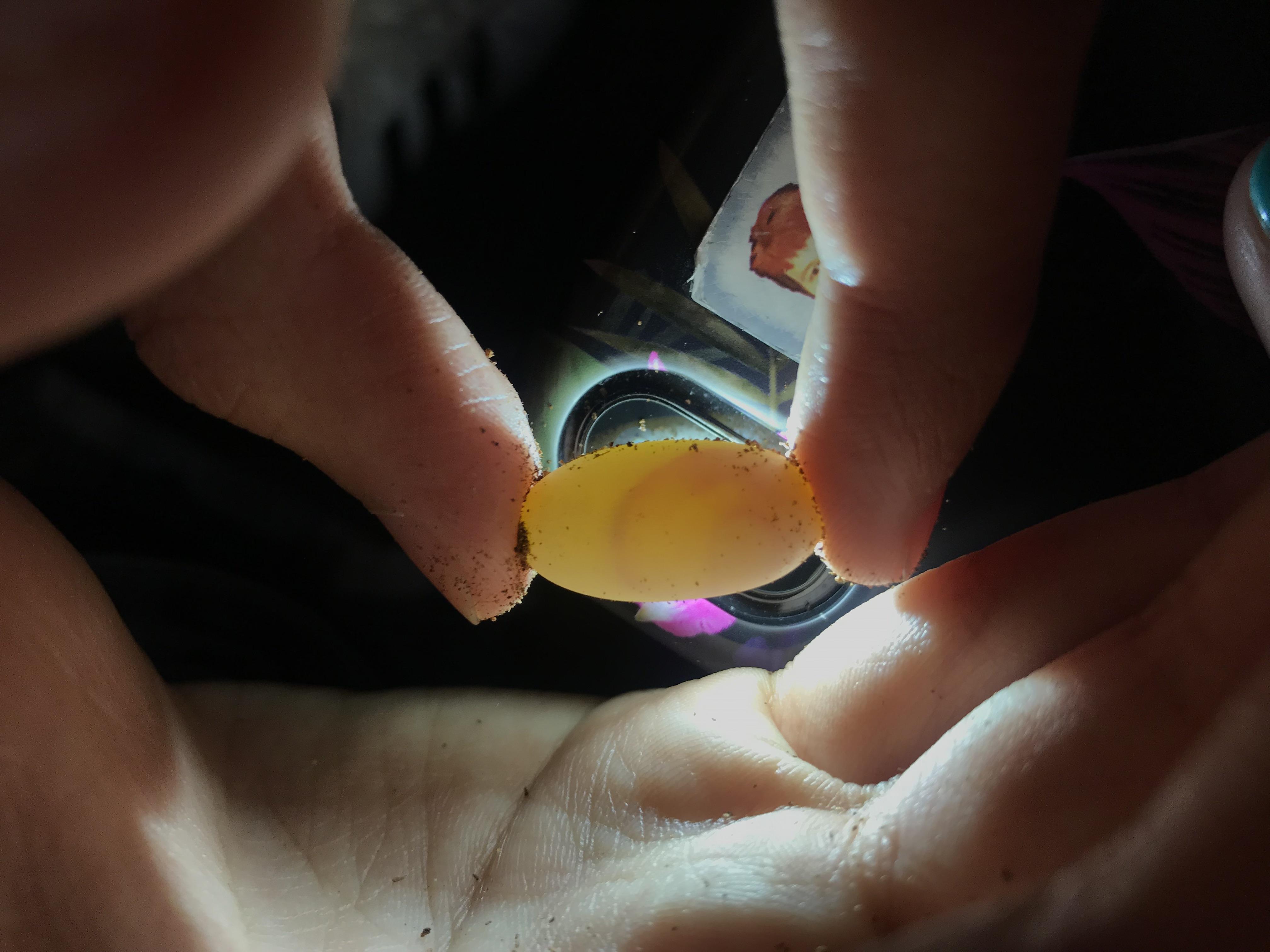 Fertile vs non fertile eggs