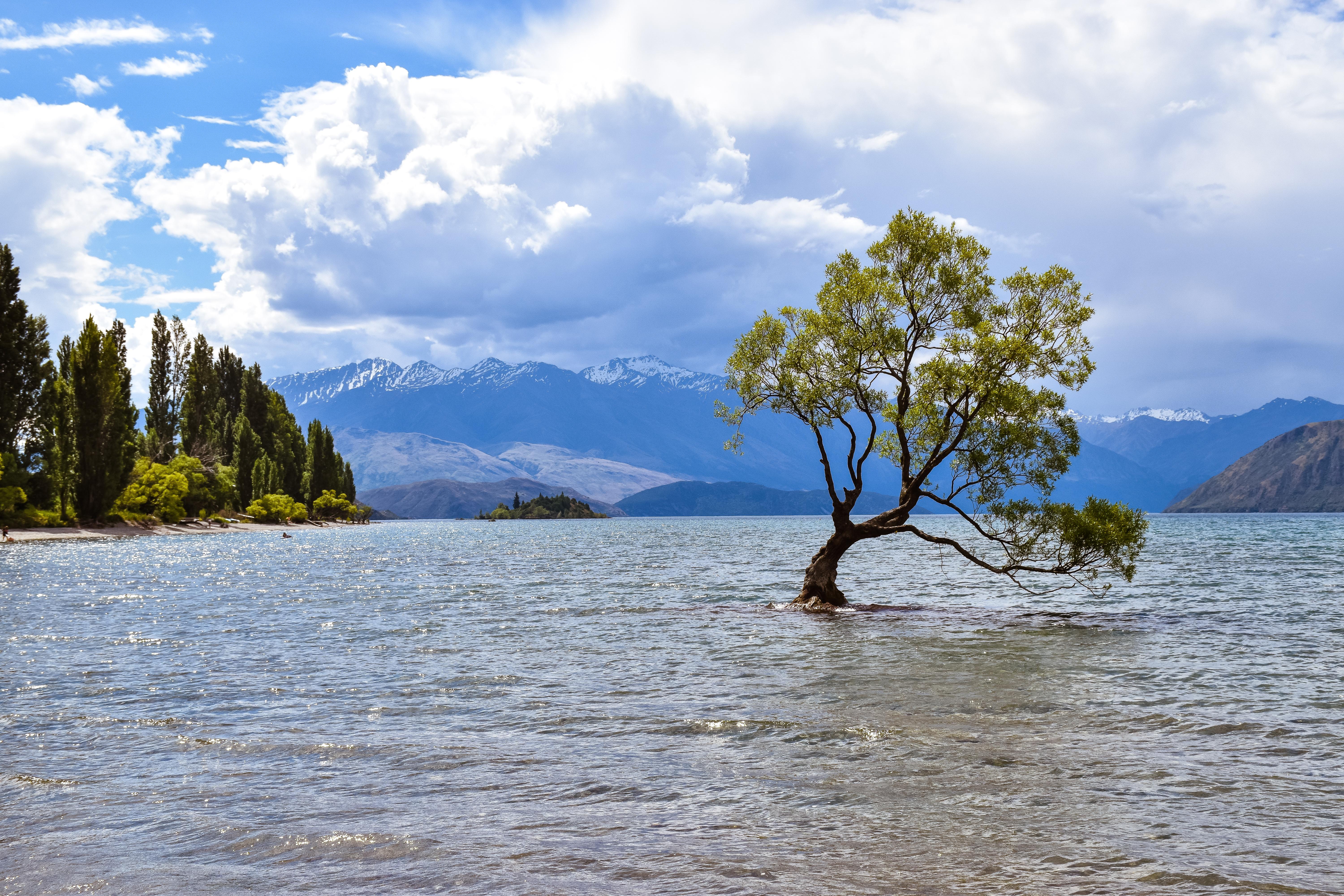 That Wanaka tree Lake Wanaka, New Zealand (6000*4000) [OC] r/EarthPorn