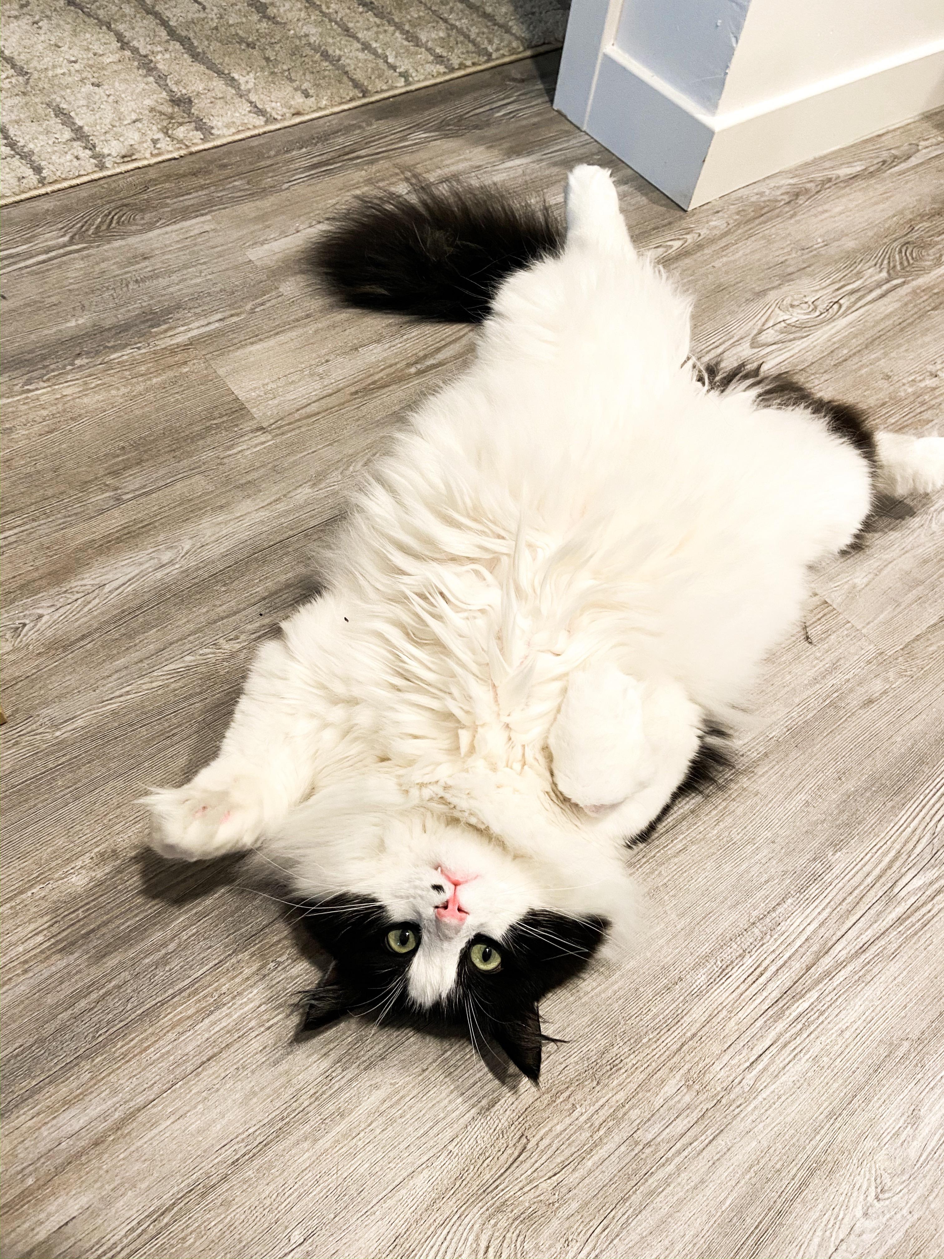 My sweet Winston had to be put down yesterday due to heart failure. He