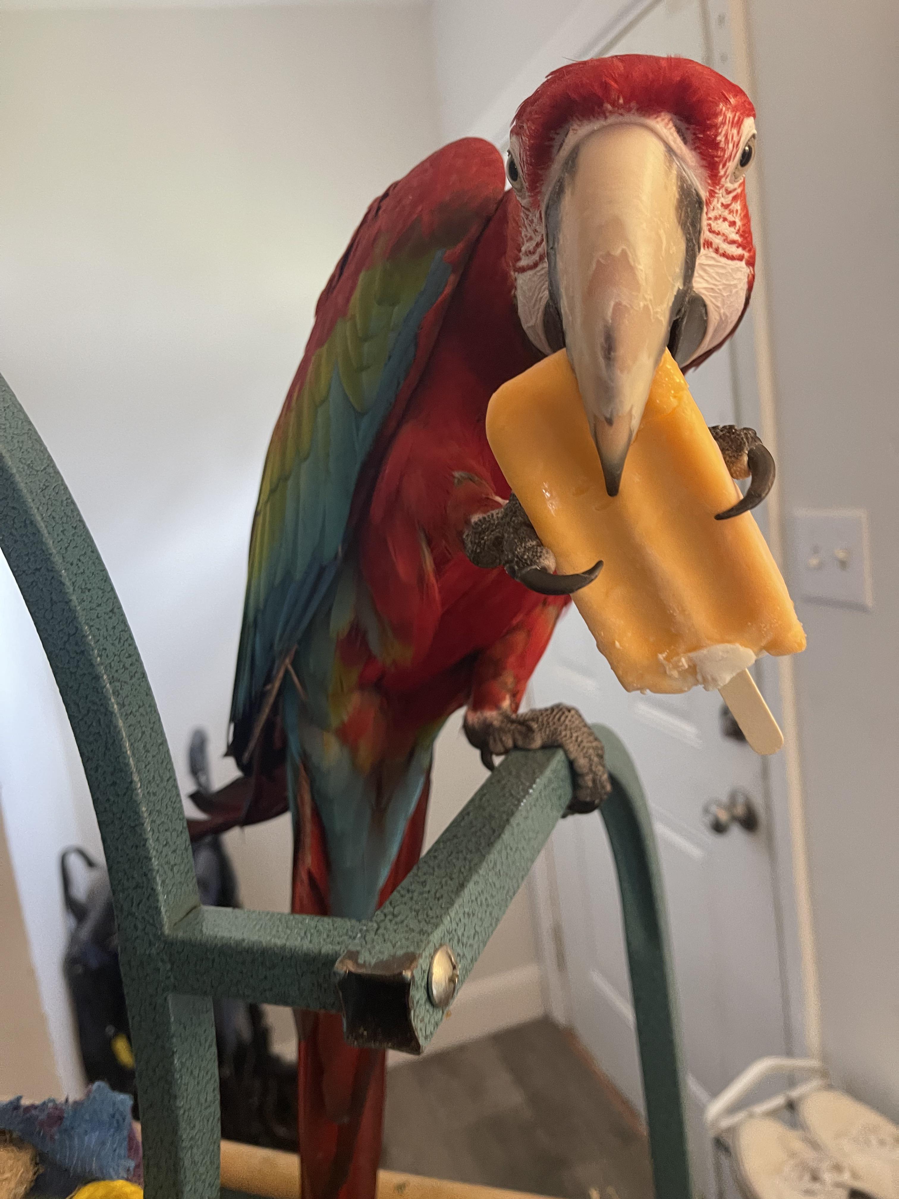 so i went to give him a taste and he yoinked it right from me 😂 r/parrots