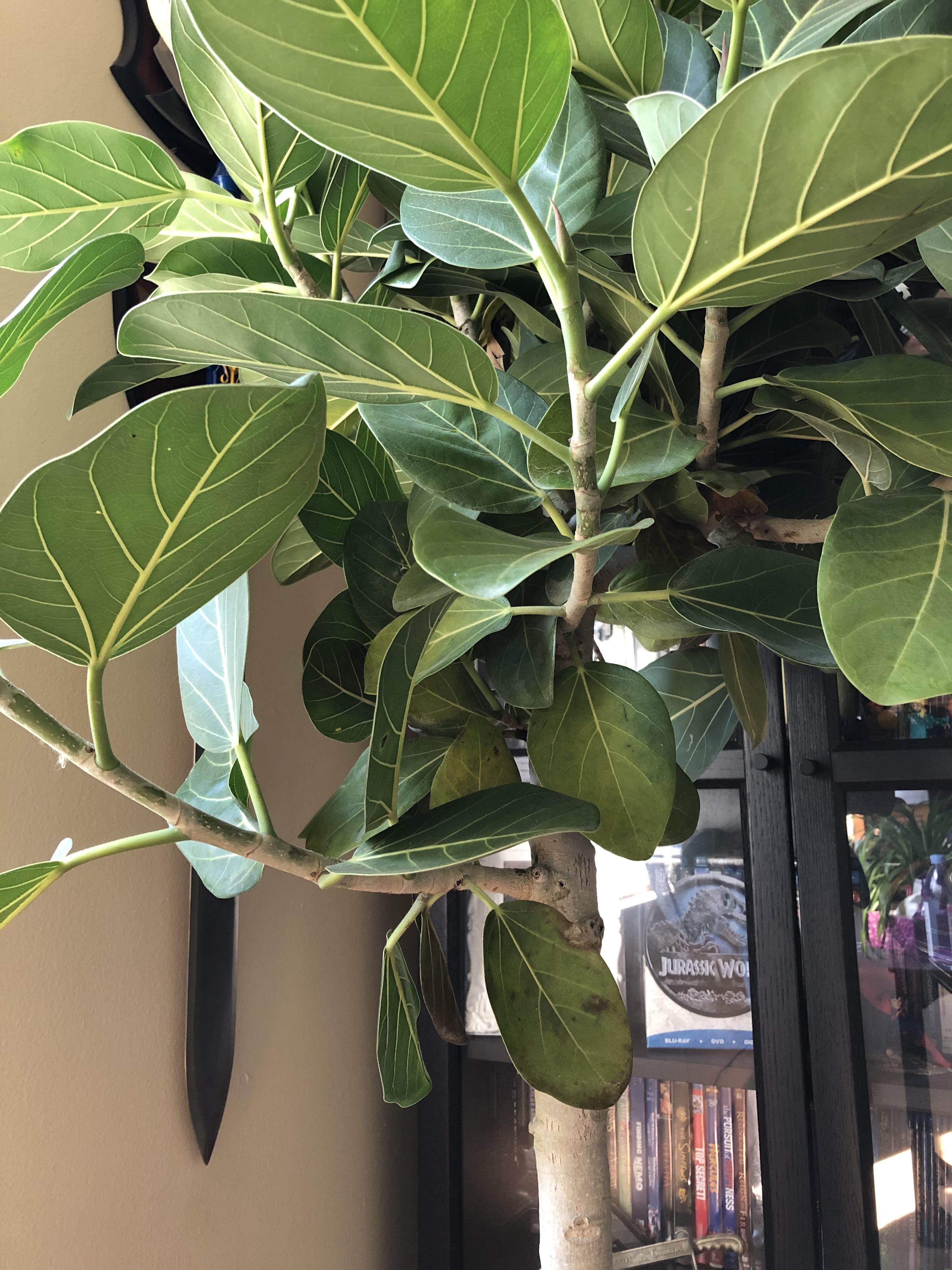 Bottom leaves of my Ficus Audrey are yellowing and dying. What can I do