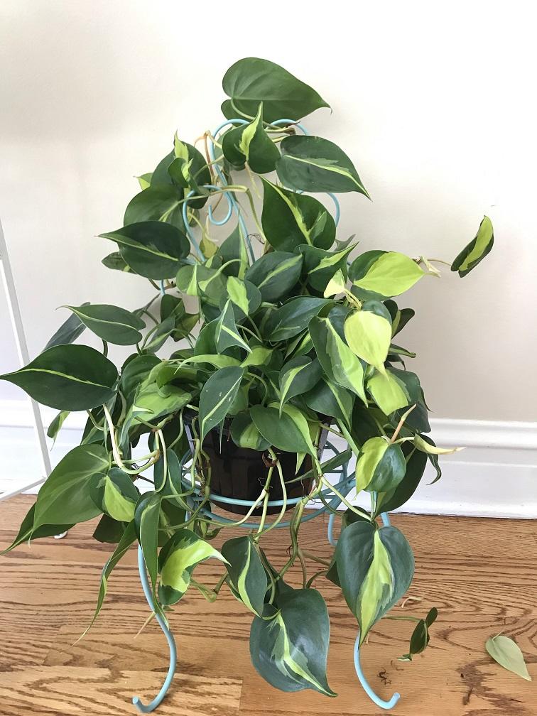 I bought this accidentally thinking it was a pothos and is quickly