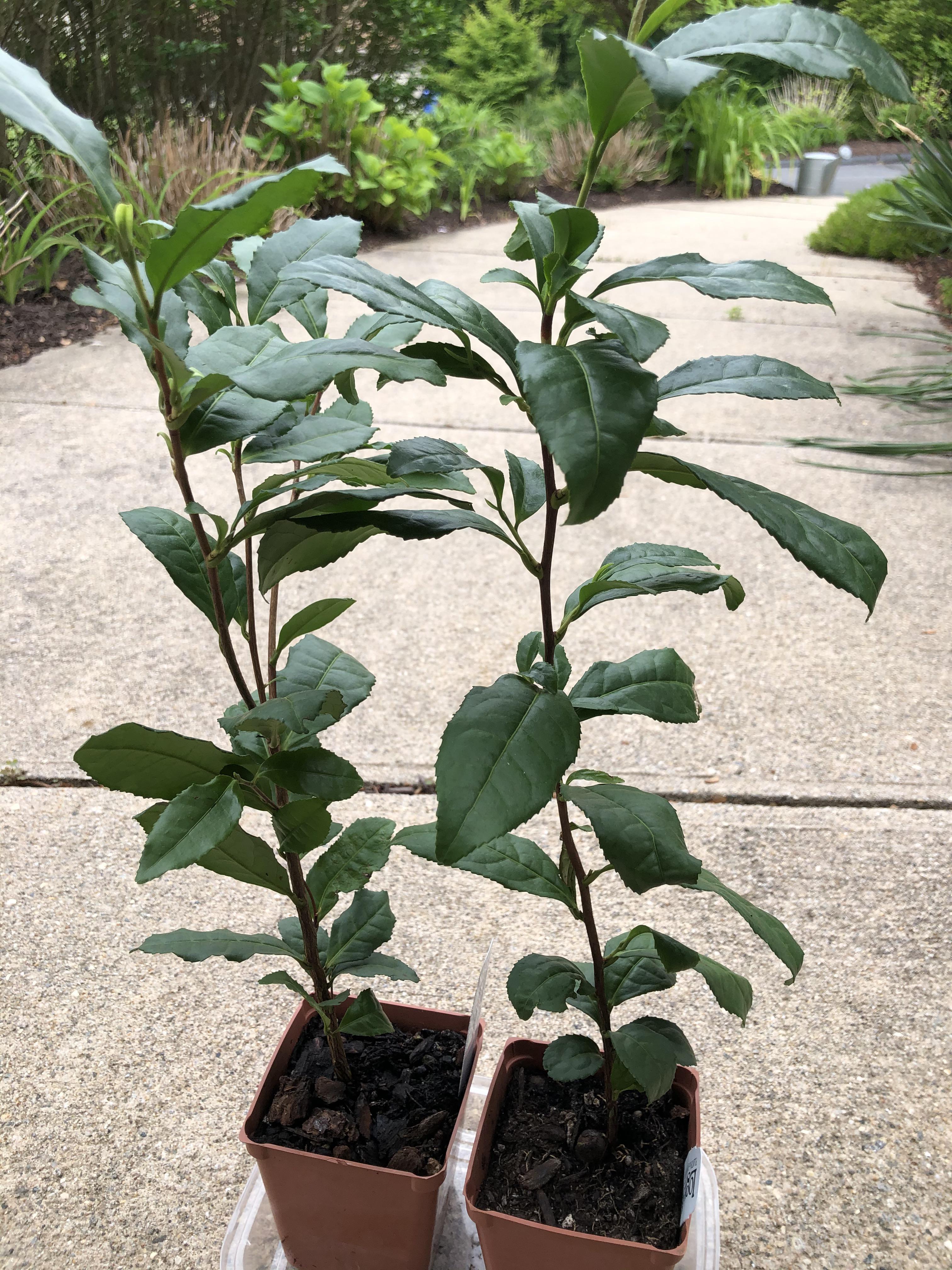How to care for/when to plant Camellia Sinensis, tea plant (zone 7b) r/gardening