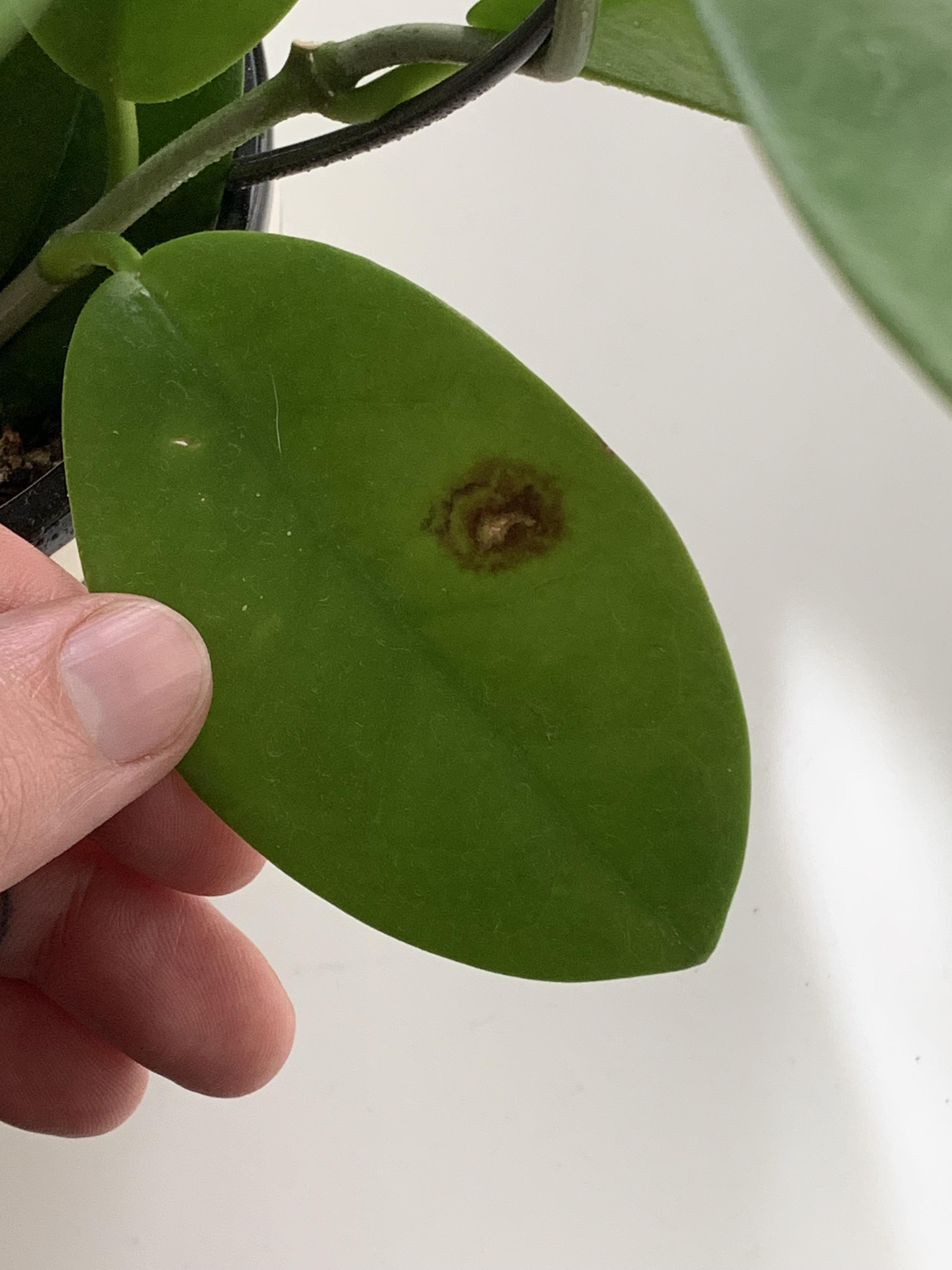 Spots on Hoya leaves. Please help! More info in comments. r/plantclinic
