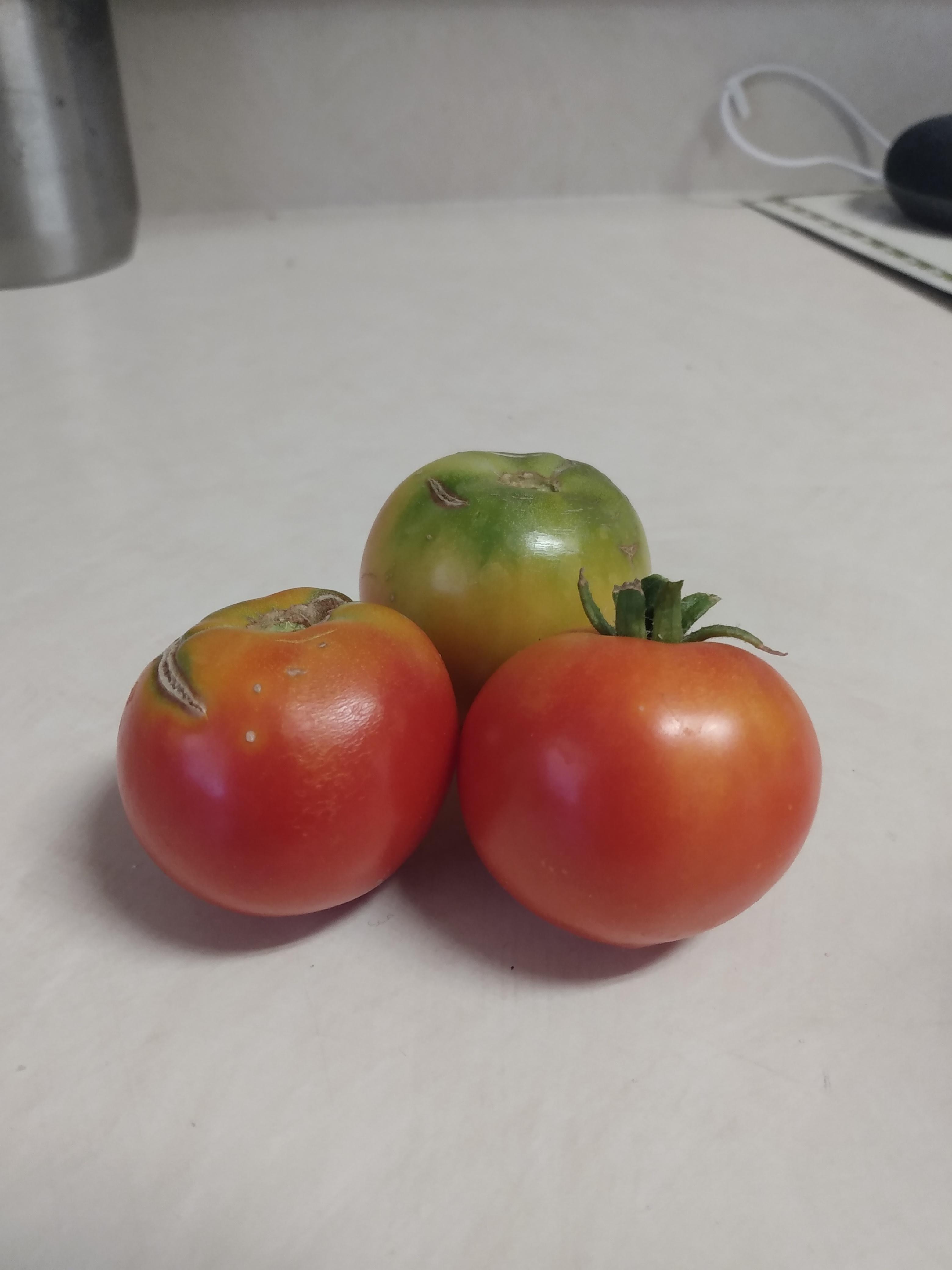 I'm the proud mother of my first ever tomato babies. So little fruit