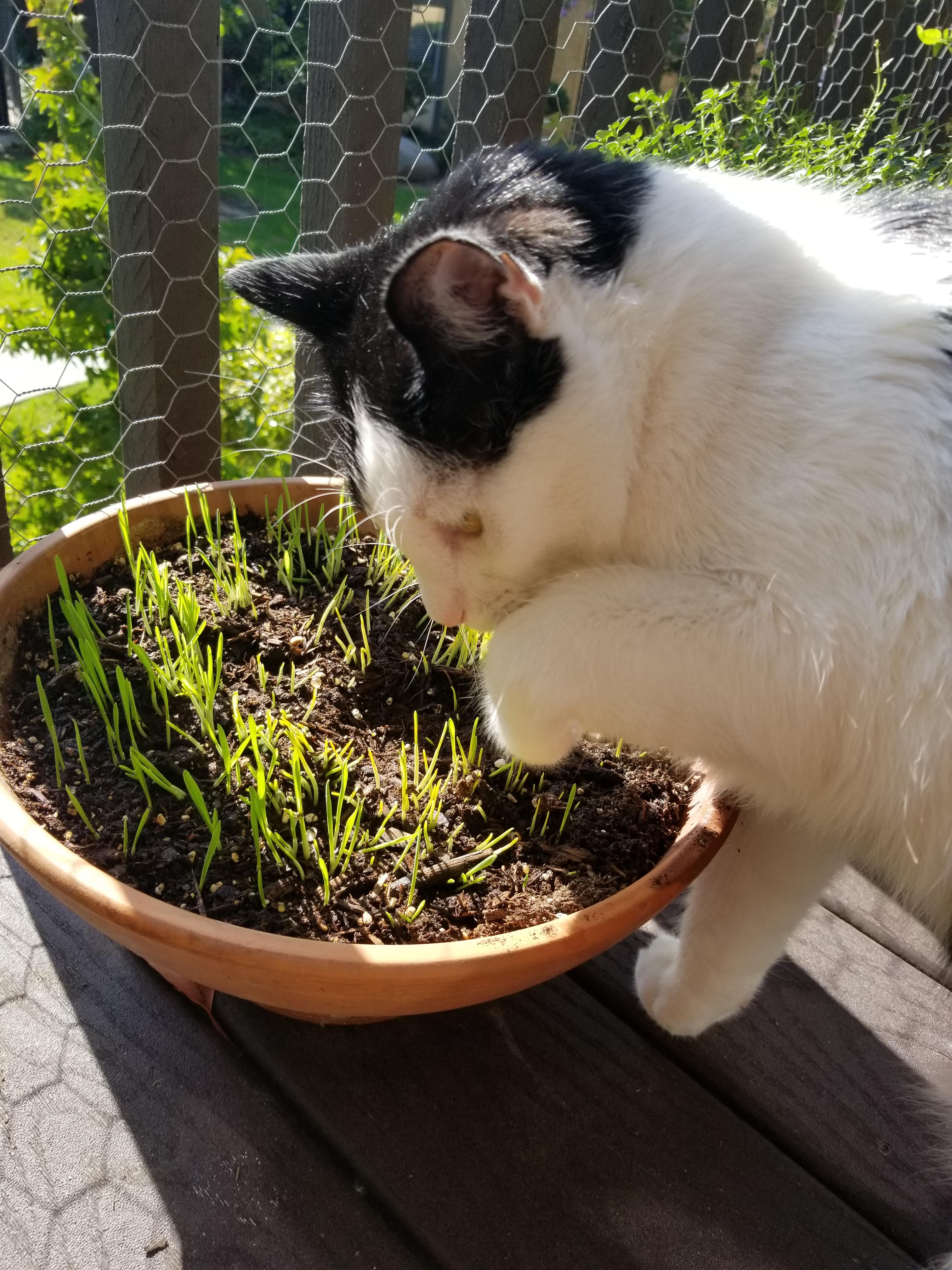 When you have to grow cat grass for the purpose of keeping your cat out