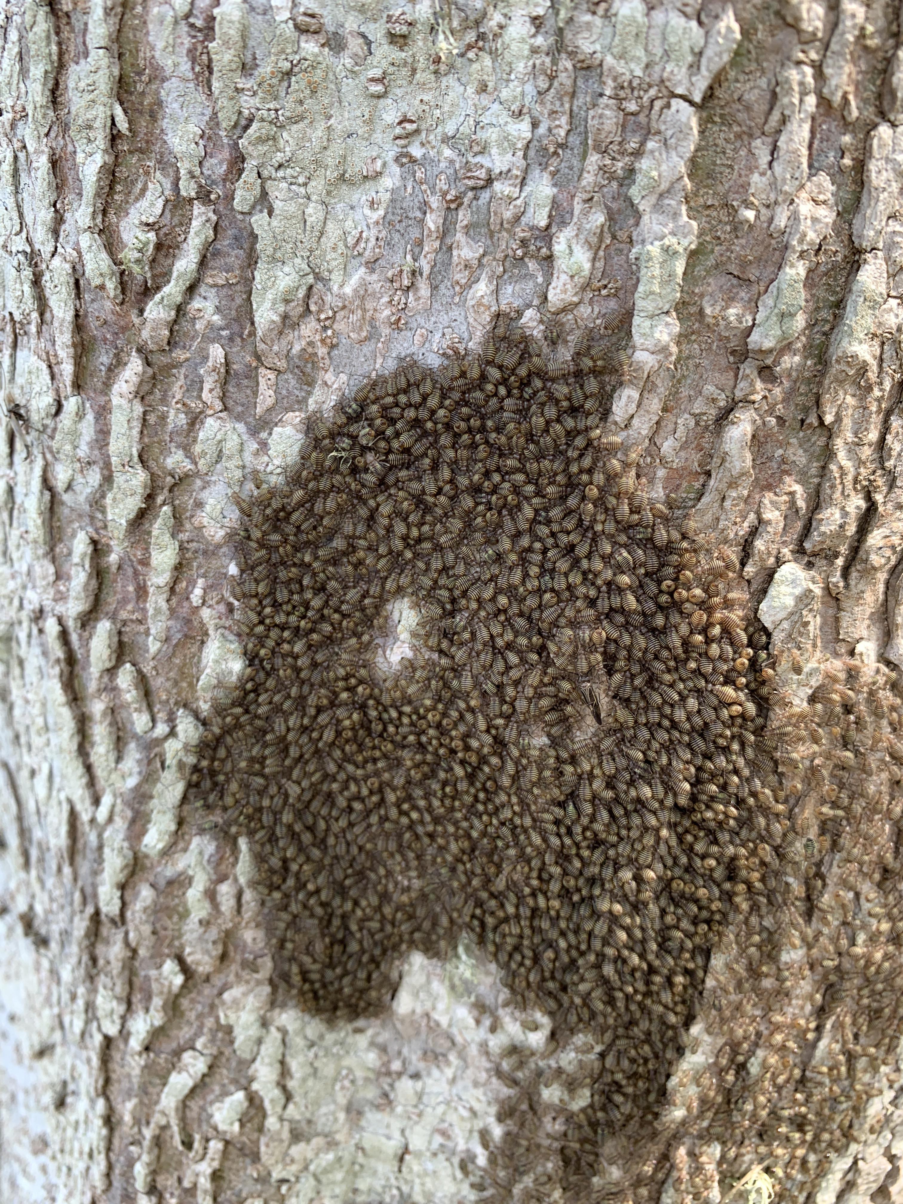 Swarming On Sweet Gum Tree Trunk In Florida Panhandle My Fifth Grade Son Really Wants To Know What The Heck Are These Bugs Whatsthisbug