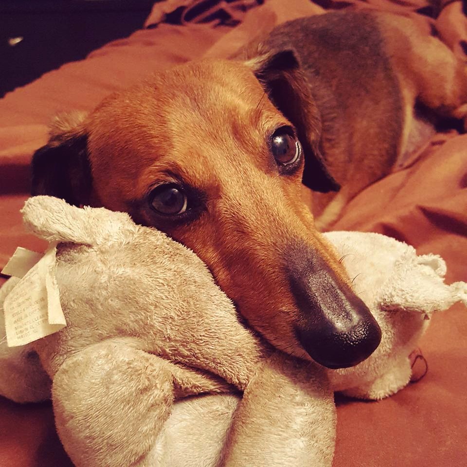 Our little JJ has a slipped disc is his neck and we are taking him to