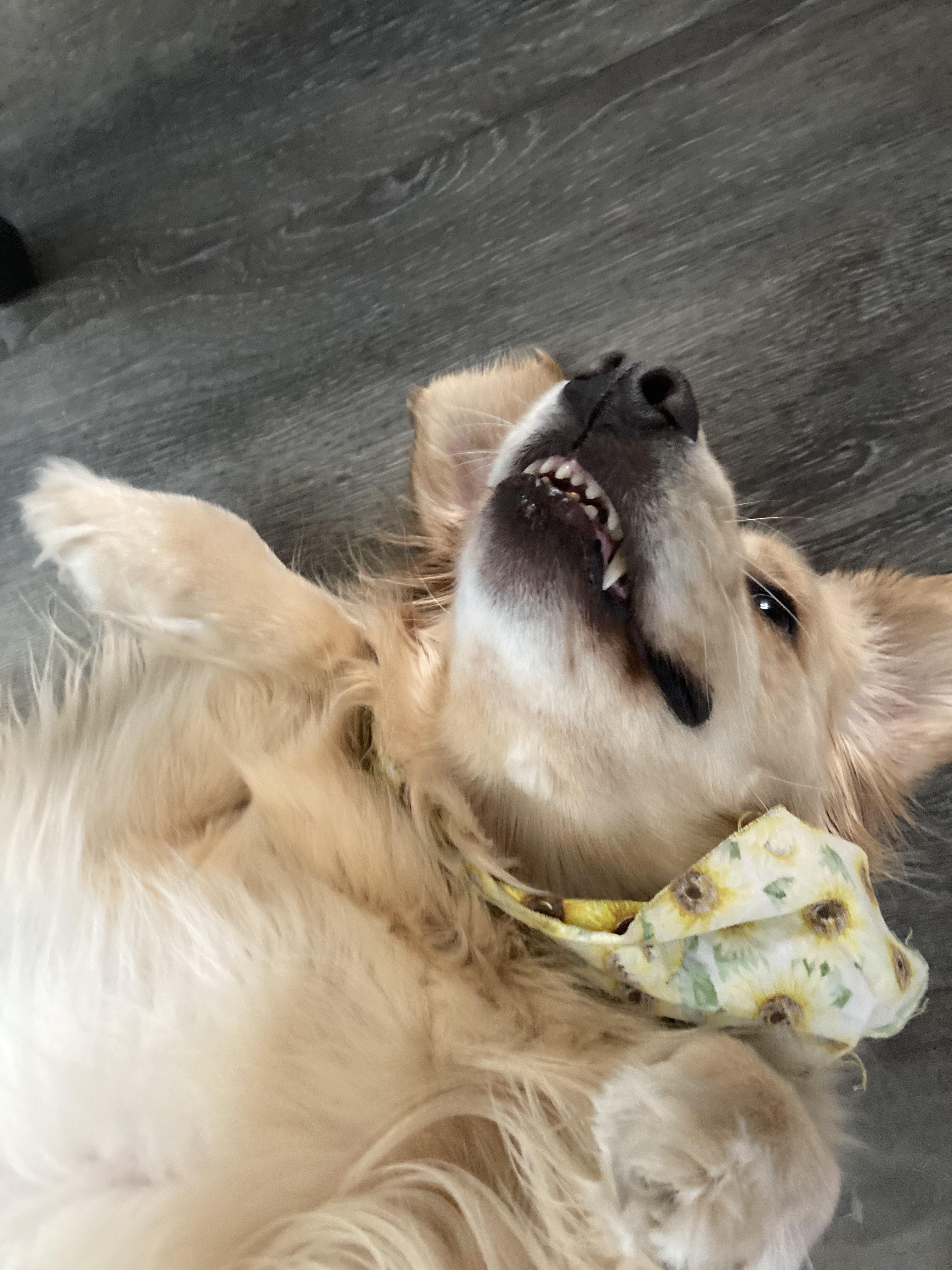 My dogs way of begging for tummy rubs r/PuppySmiles