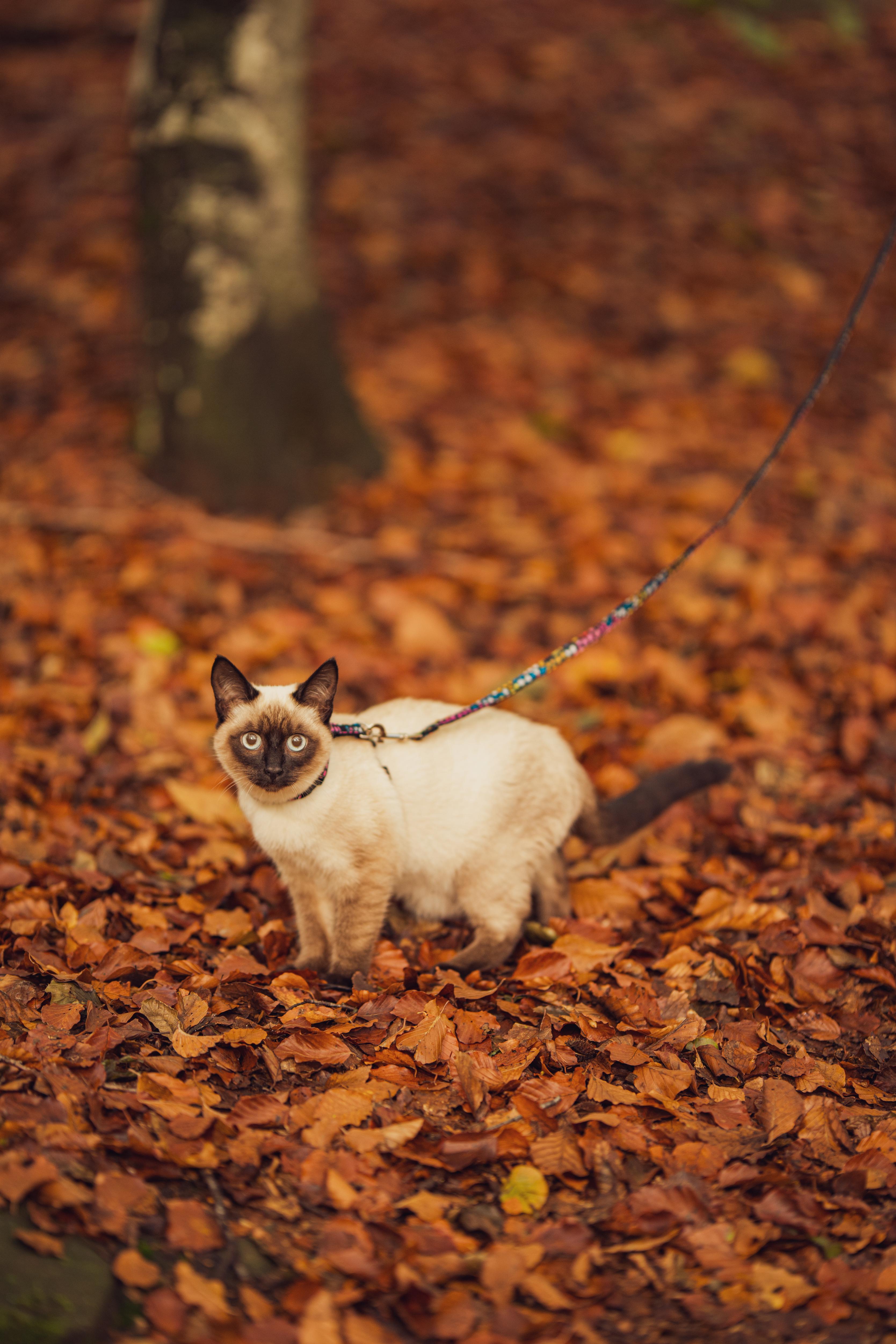I was out on a hike, and I saw this cat, also out on a hike r/cats
