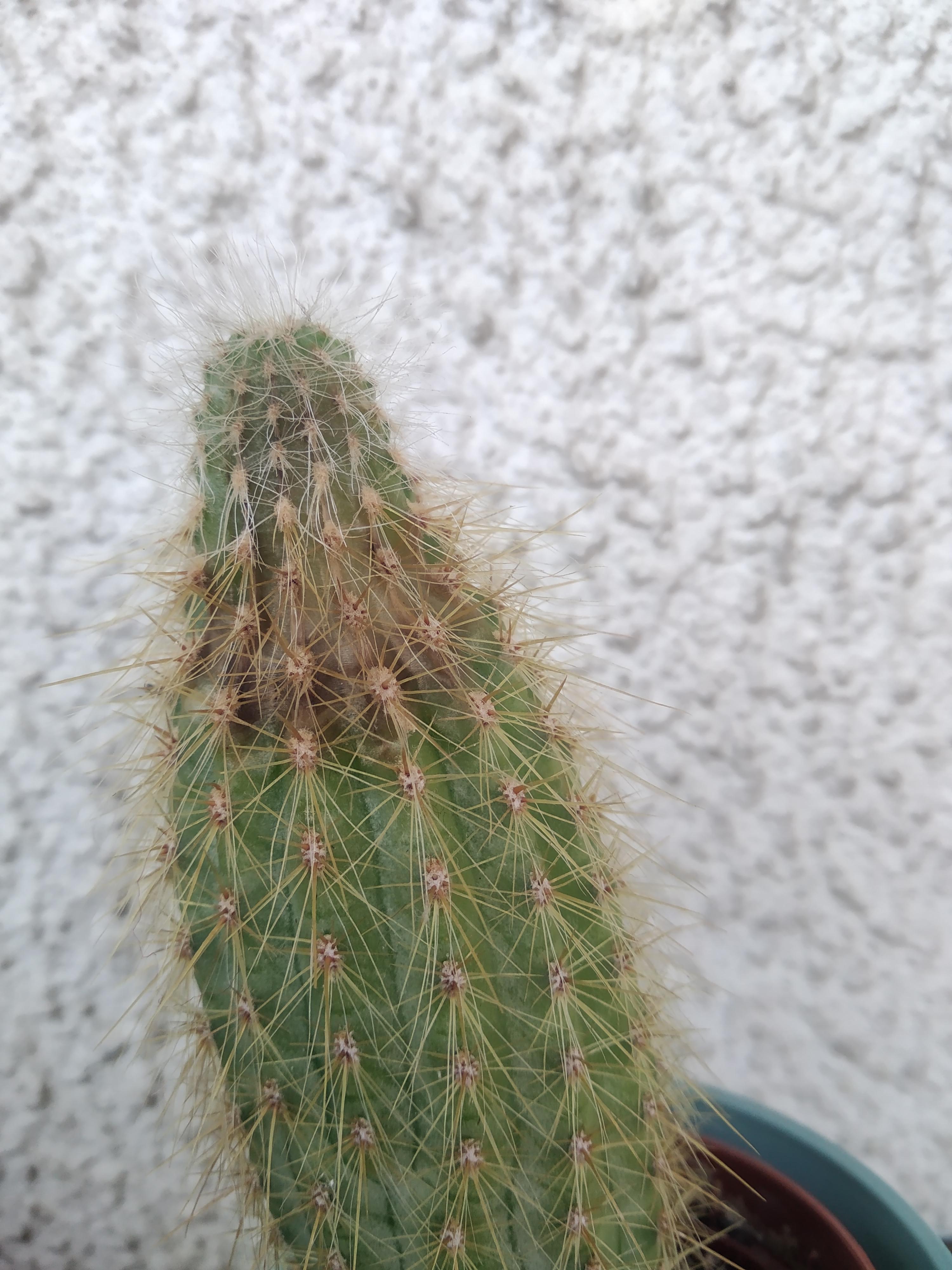 Why is my cactus turning brown? Could it be because he was changed from inside to outside? r