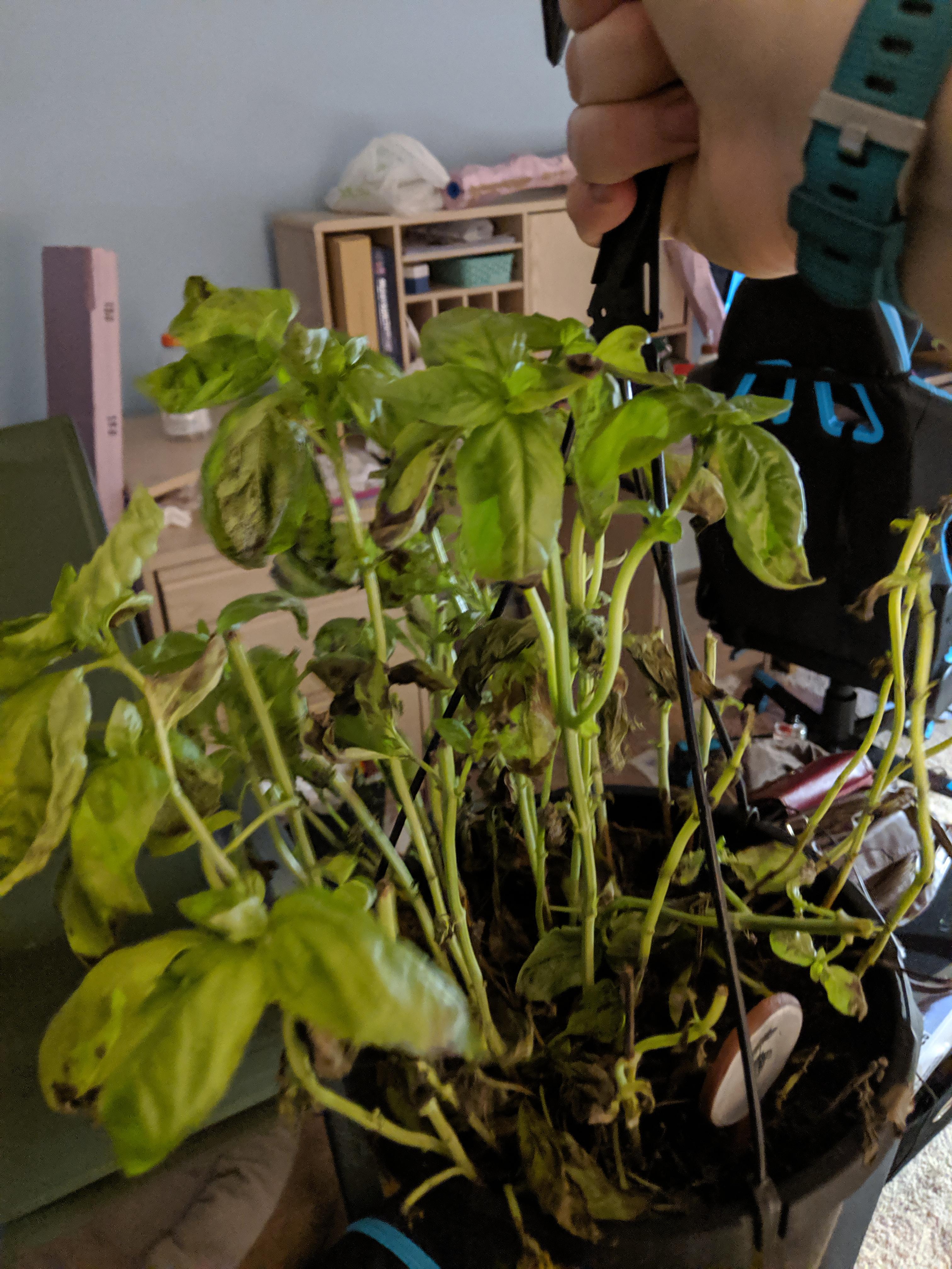 Sweet basil suddenly dying? Can it be saved? r/plants