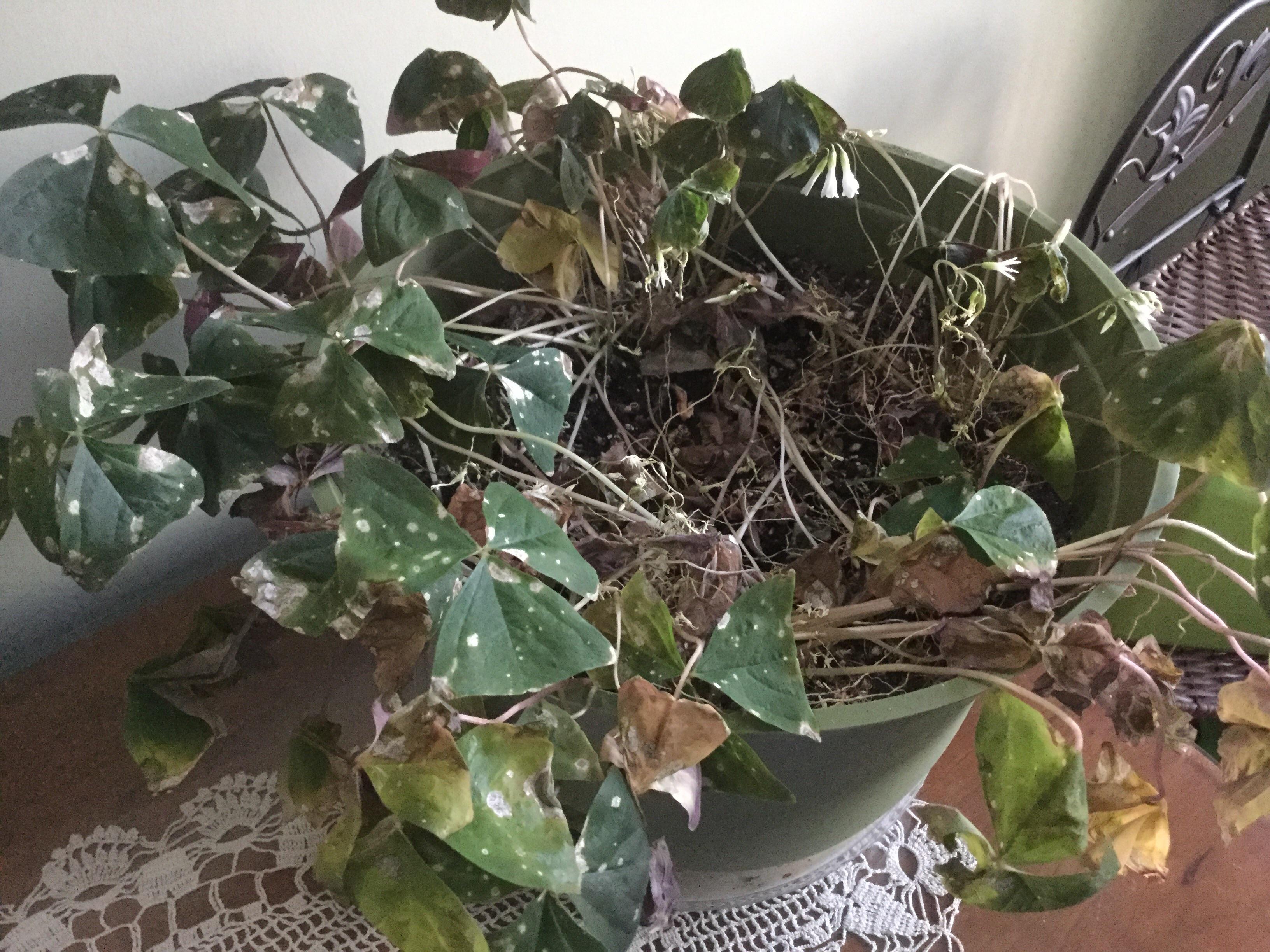 Sick shamrock plant. Please help! r/gardening