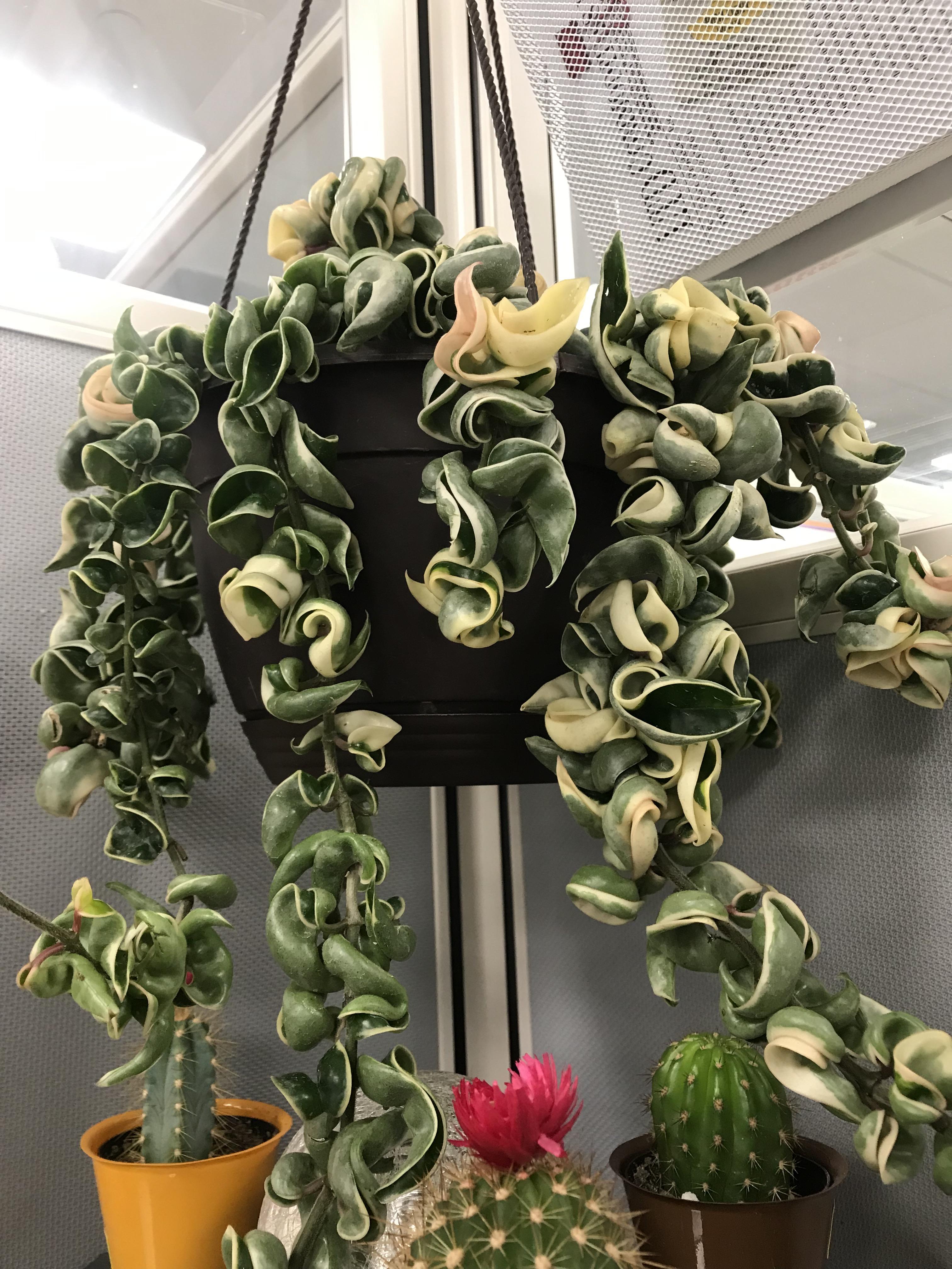 Newly plant mom how can I clean my Hoya Carnosa Compacta Variegata leaves?! Recently purchased