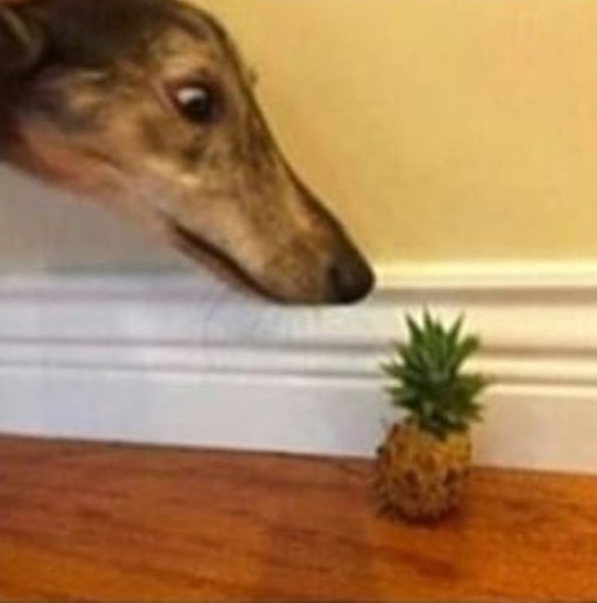 Dog interested in pineapple r/MemeTemplatesOfficial