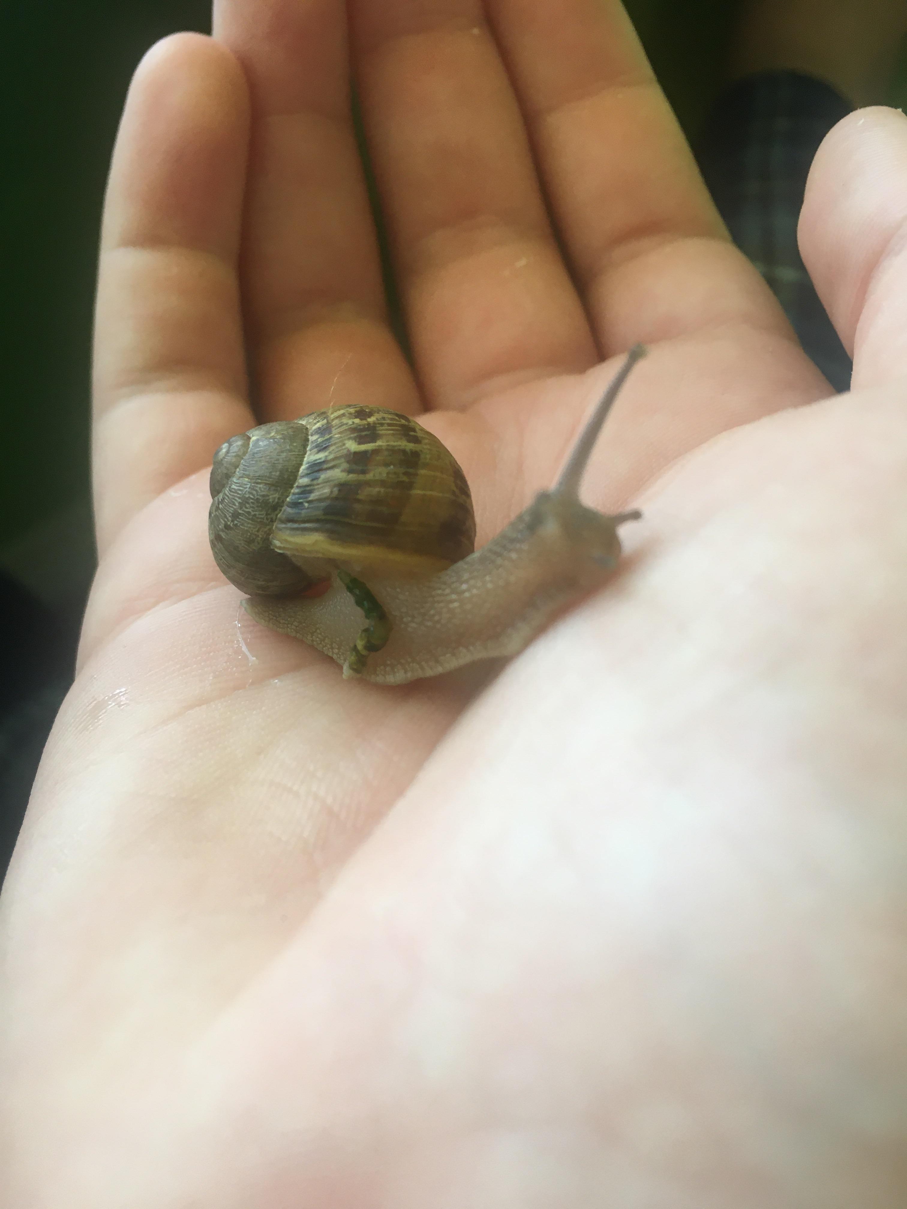 What type of snail is this? Found in a gnome in Southern California r