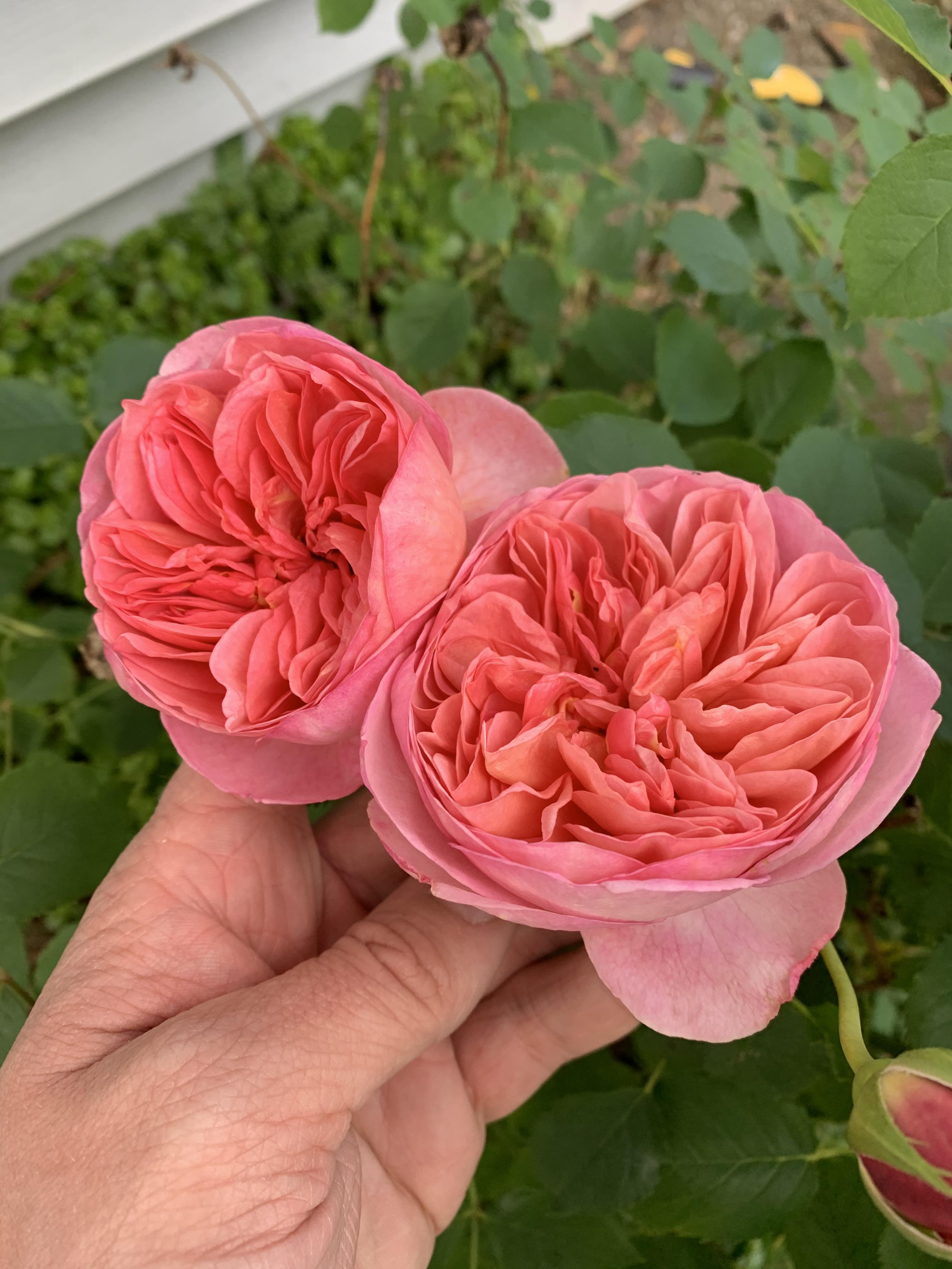 Beautiful English tea rose r/Roses