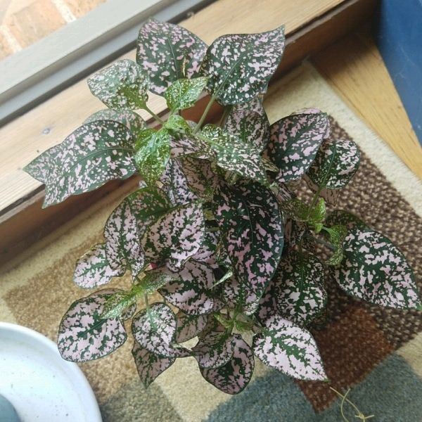 Polka Dot Plant I found at Publix and just had to take home with me r