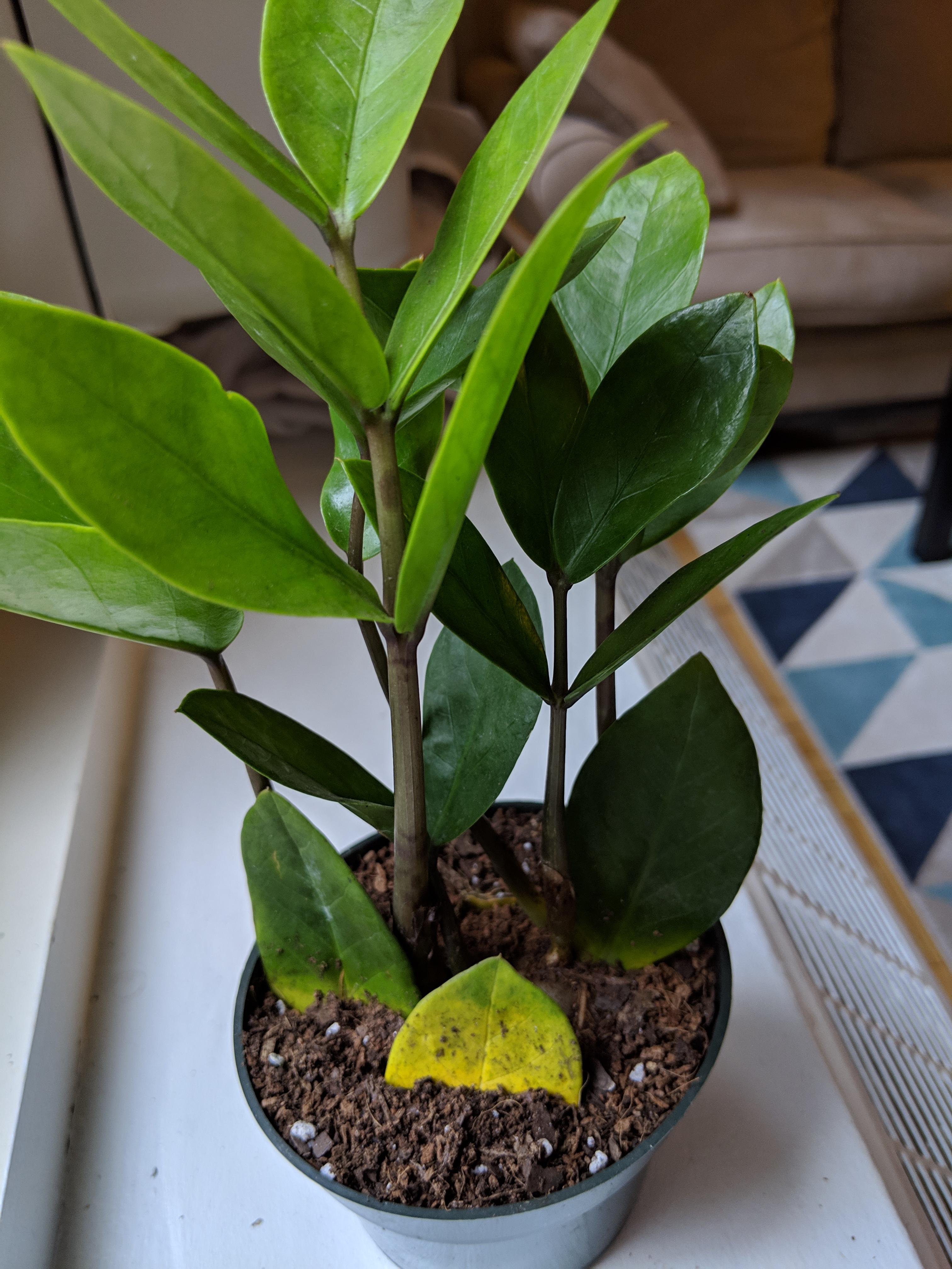 Yellowing leaves at base of new ZZ plant r/plantclinic