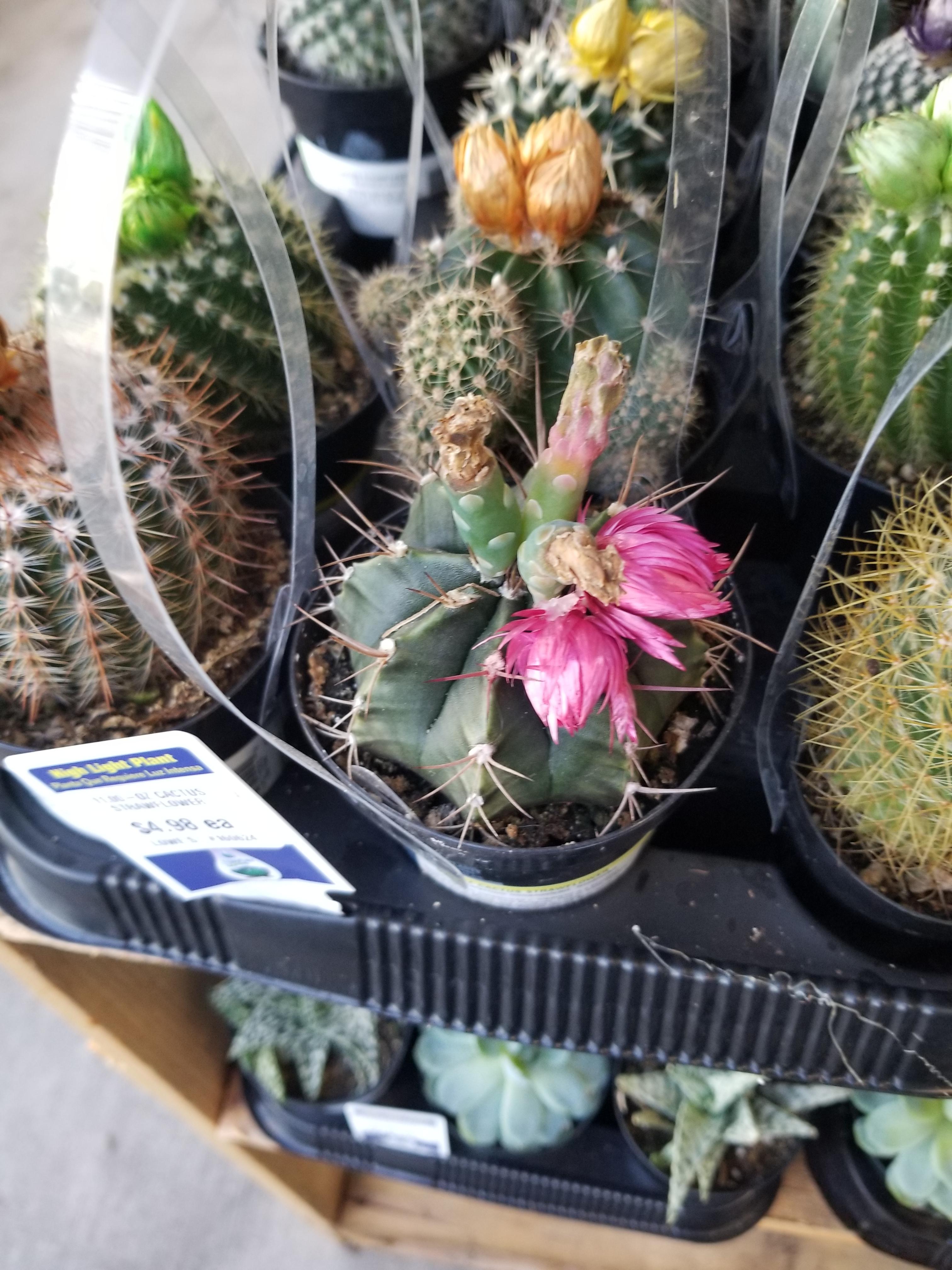 This cactus is real done with those fake flowers. r/cactus