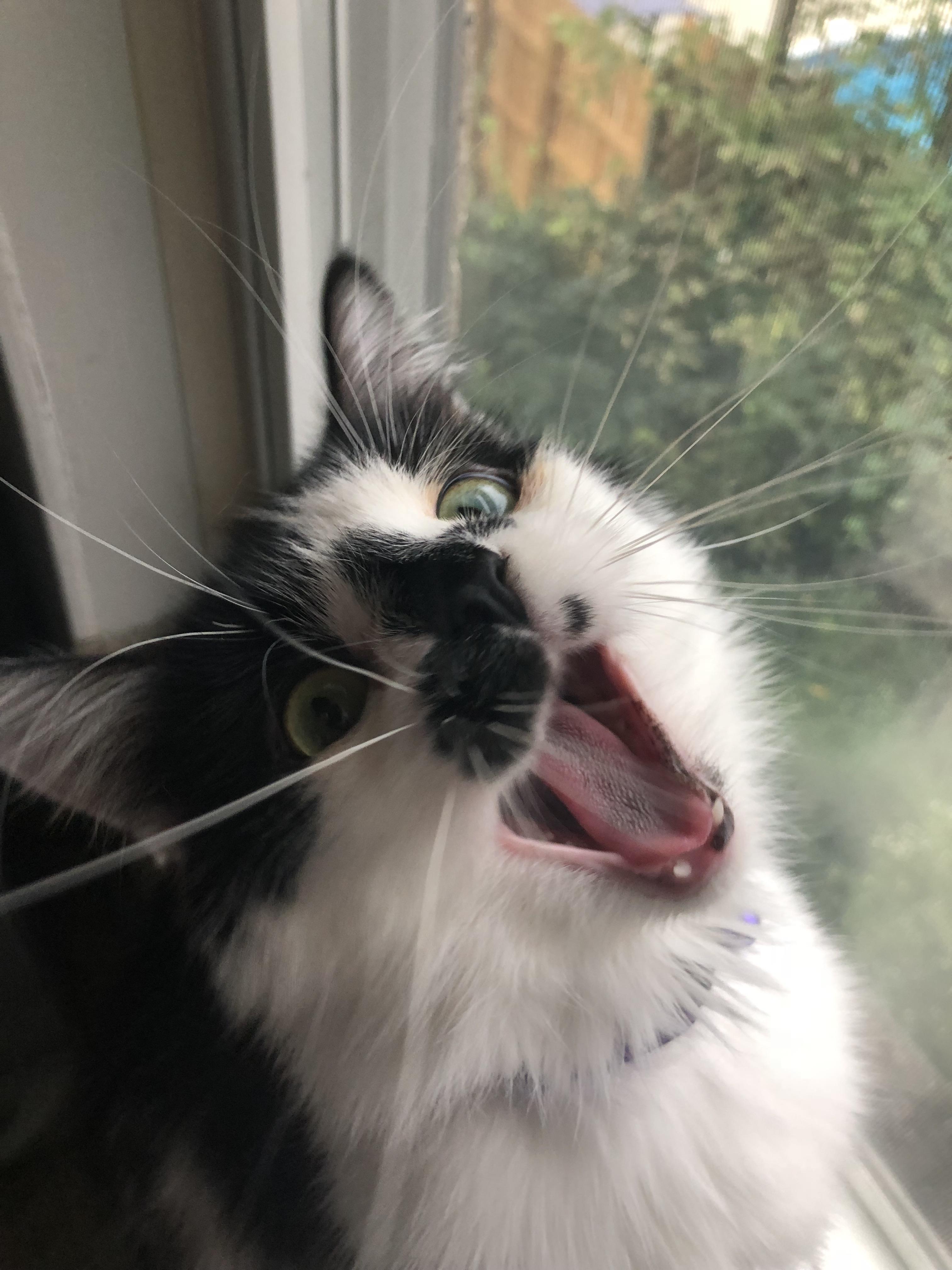 The happiest of cats r/cats