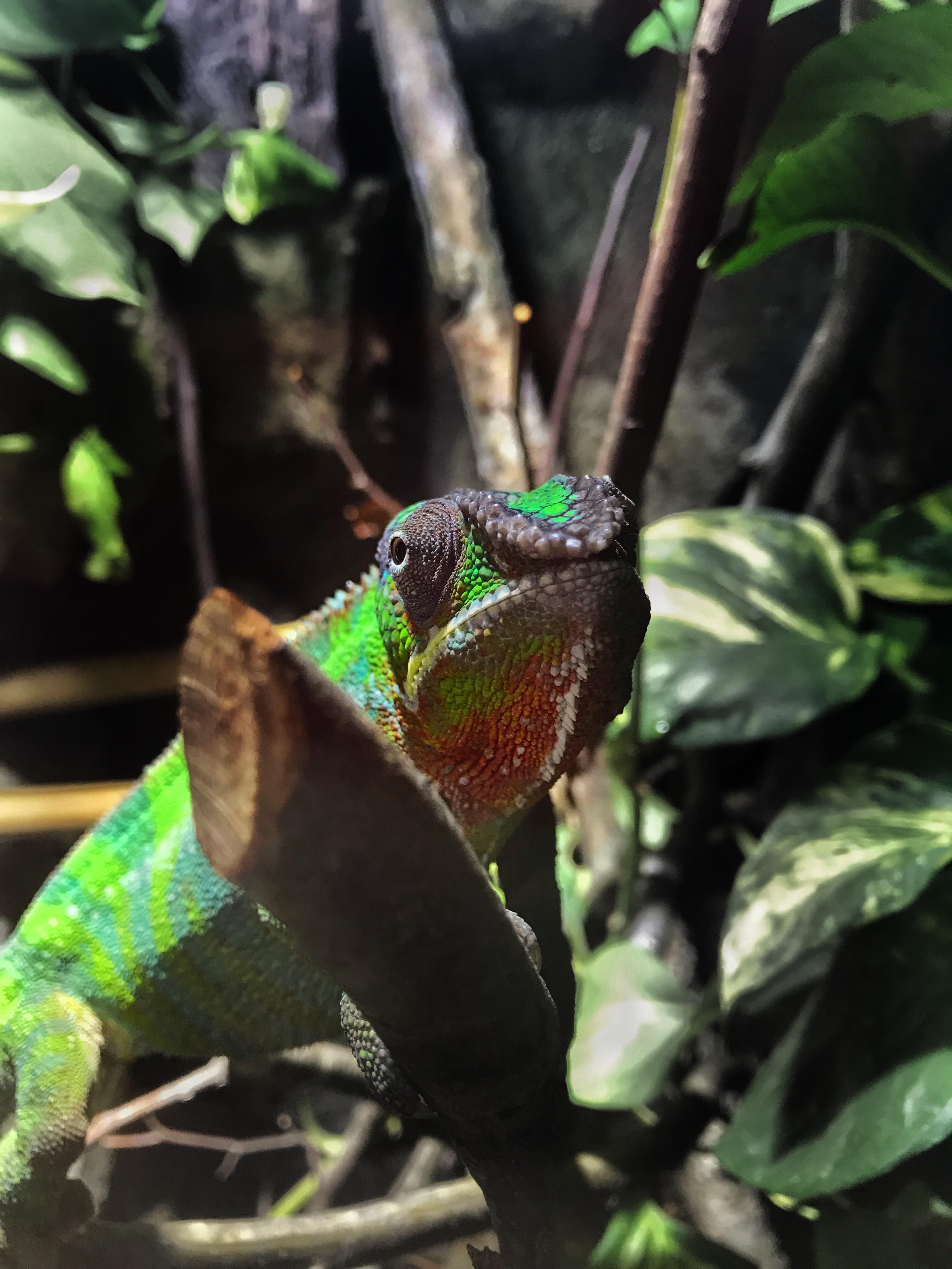 Meet this handsome boy named Bubbles. Despite looking grumpy he’s very