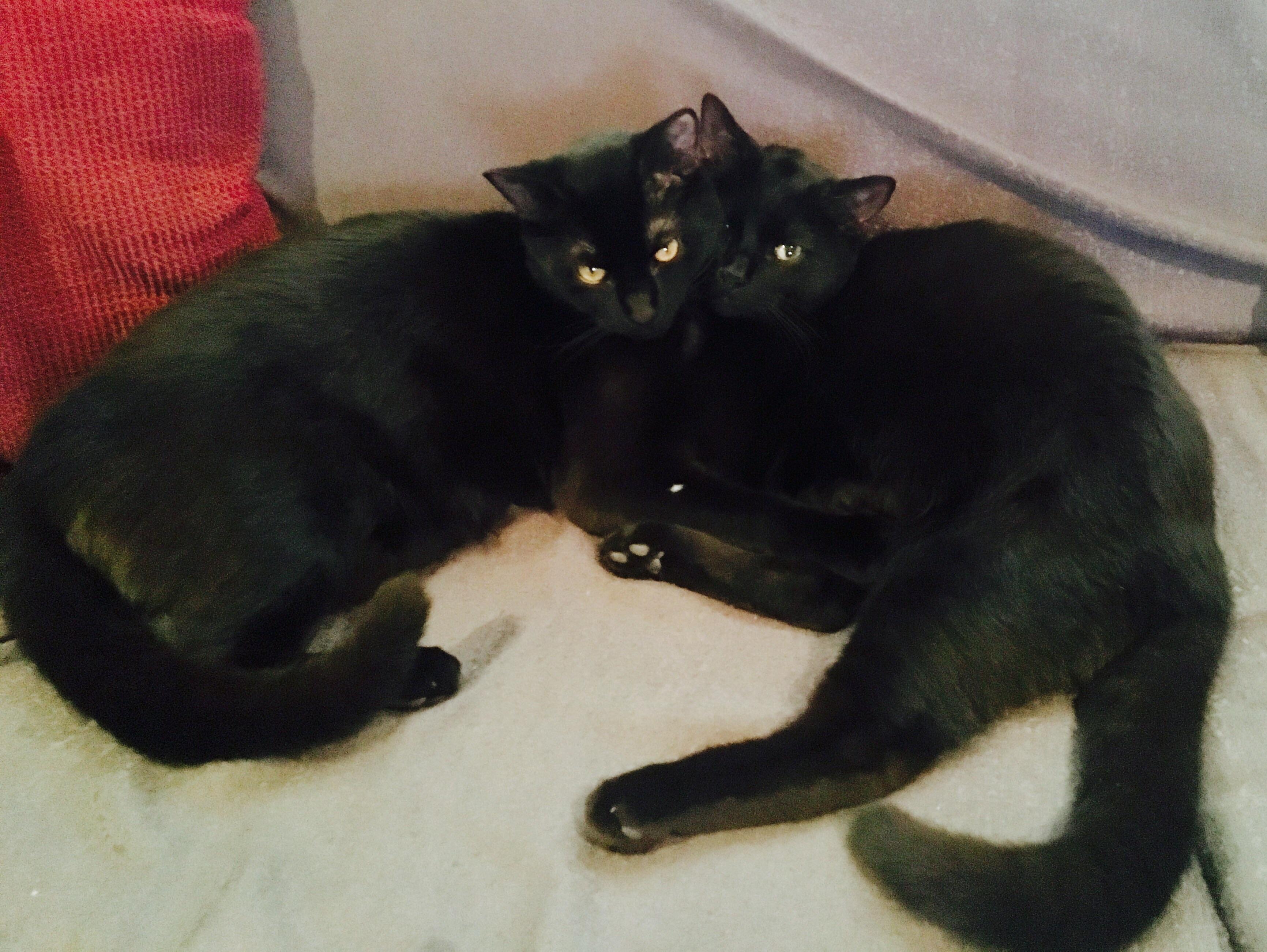 Double black cat cuddle puddle! r/blackcats