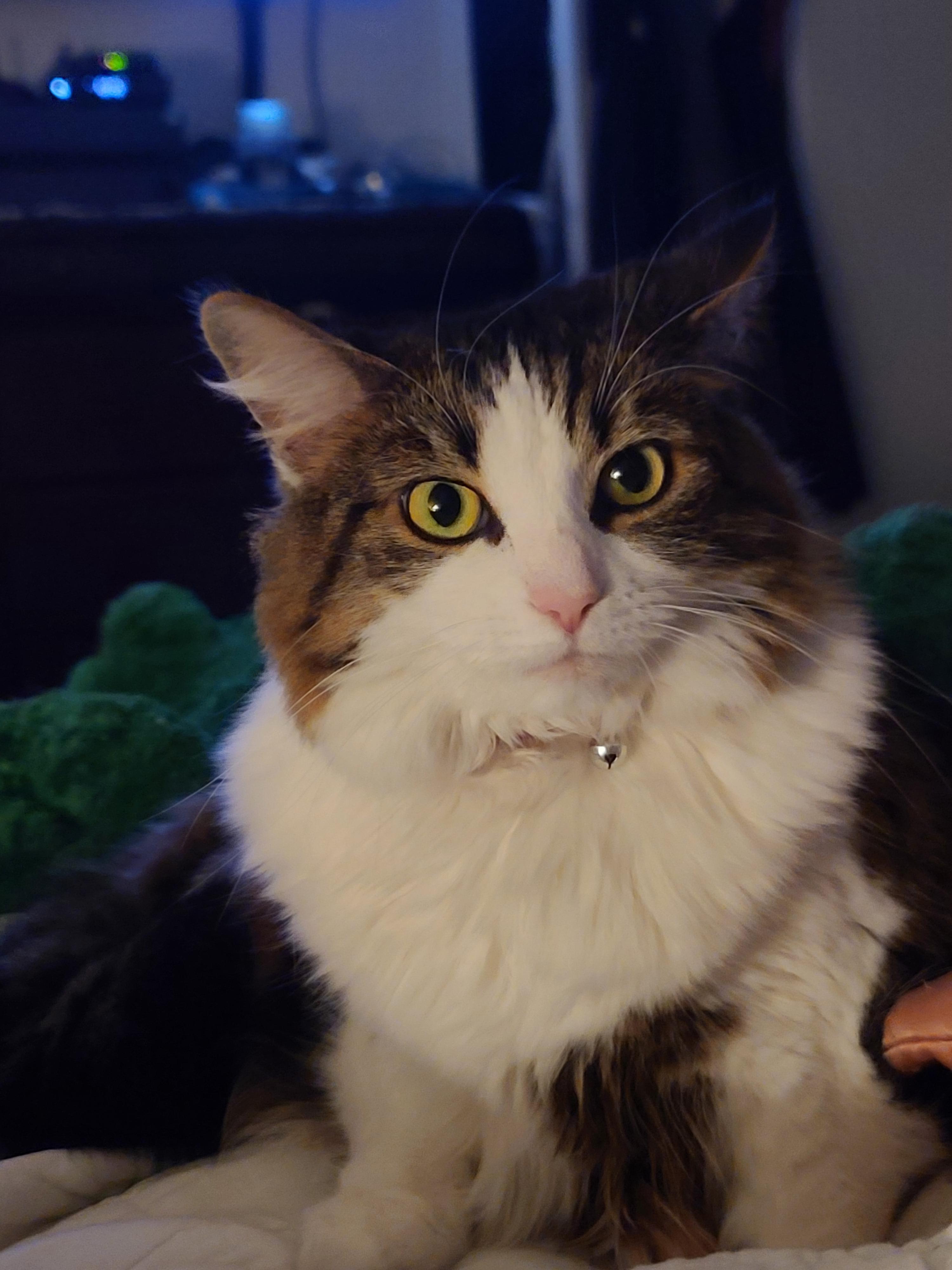 This is my cat. r/redditgetsdrawn