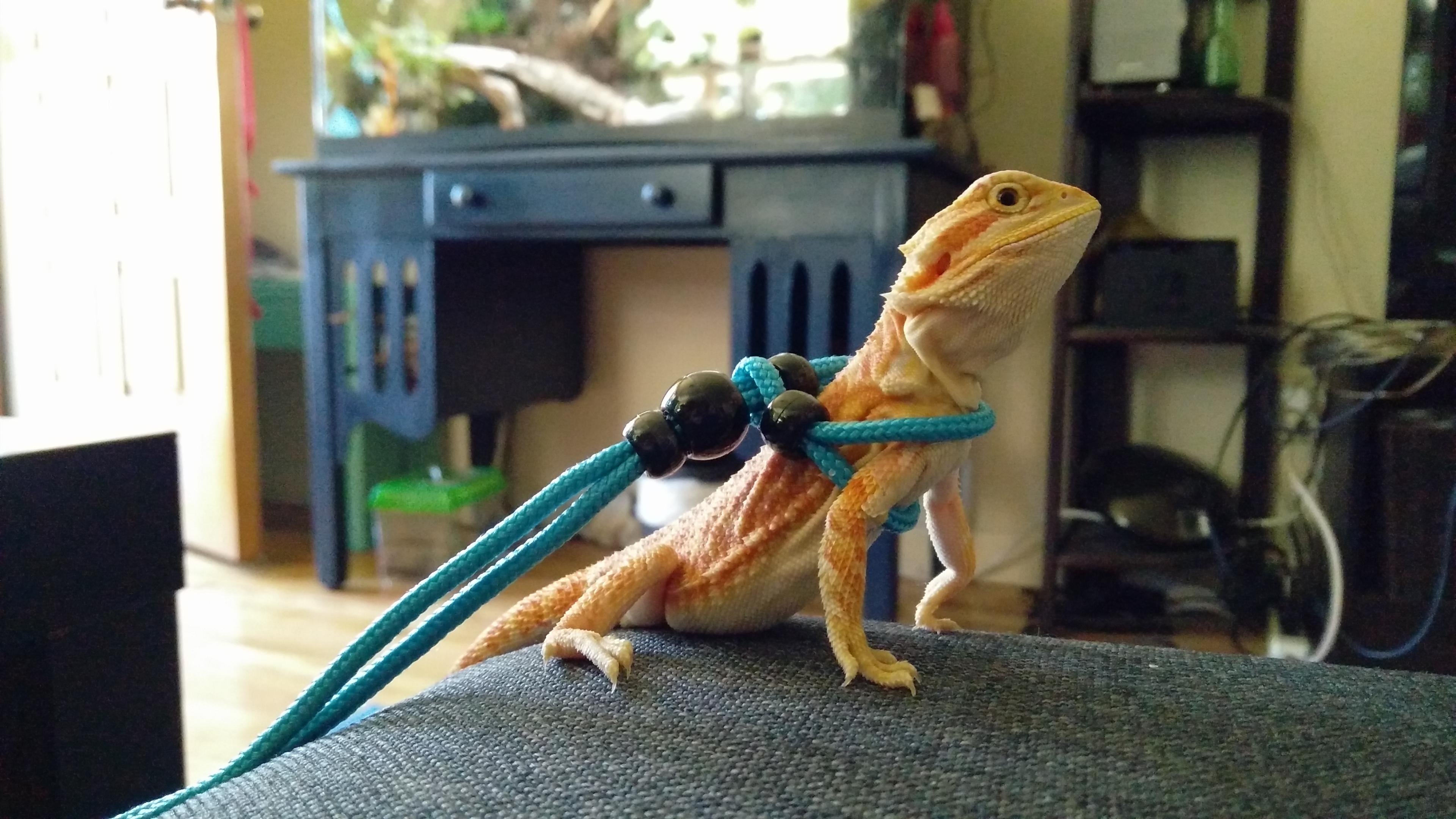 My 11week old bearded dragon is finally big enough to wear his leash for playing outside aww