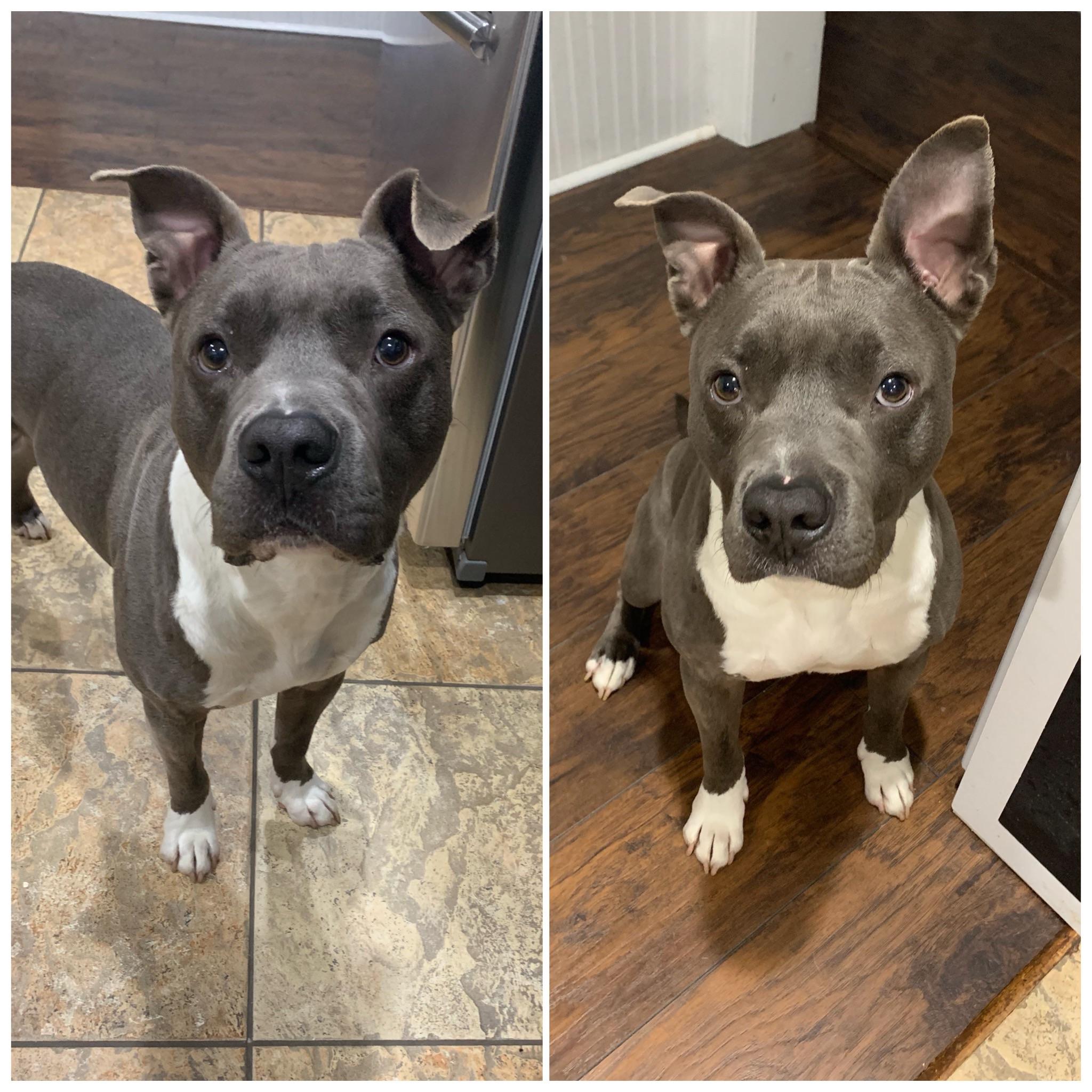 ExuallyTrans Pitbull Dog Natural Ears