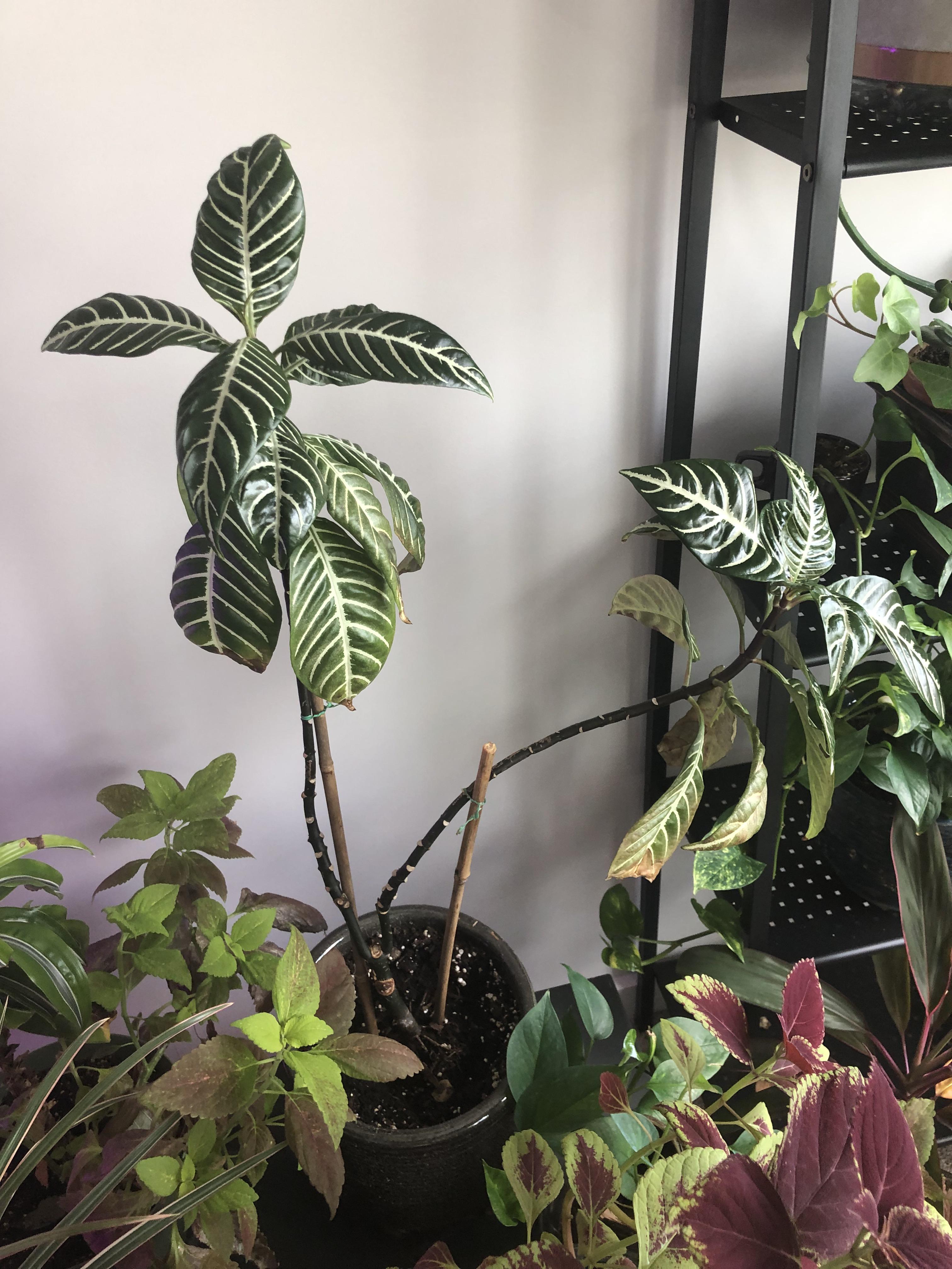 Can I cut this zebra plant back to make it less leggy? r/houseplants