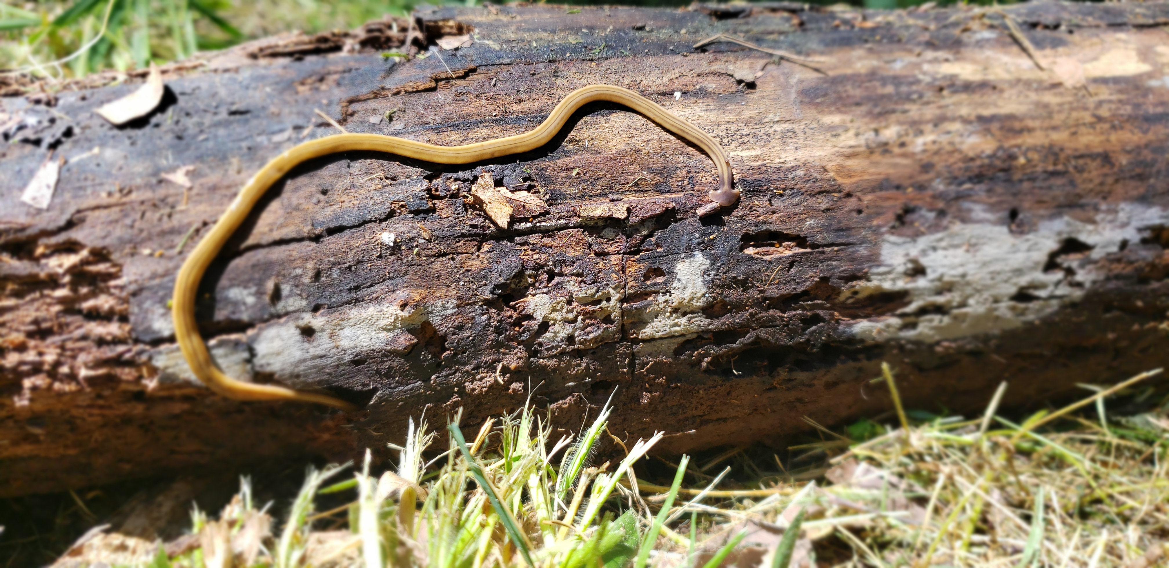🔥 Found this Hammerhead Worm (Bipalium) in a dead log I cleared out