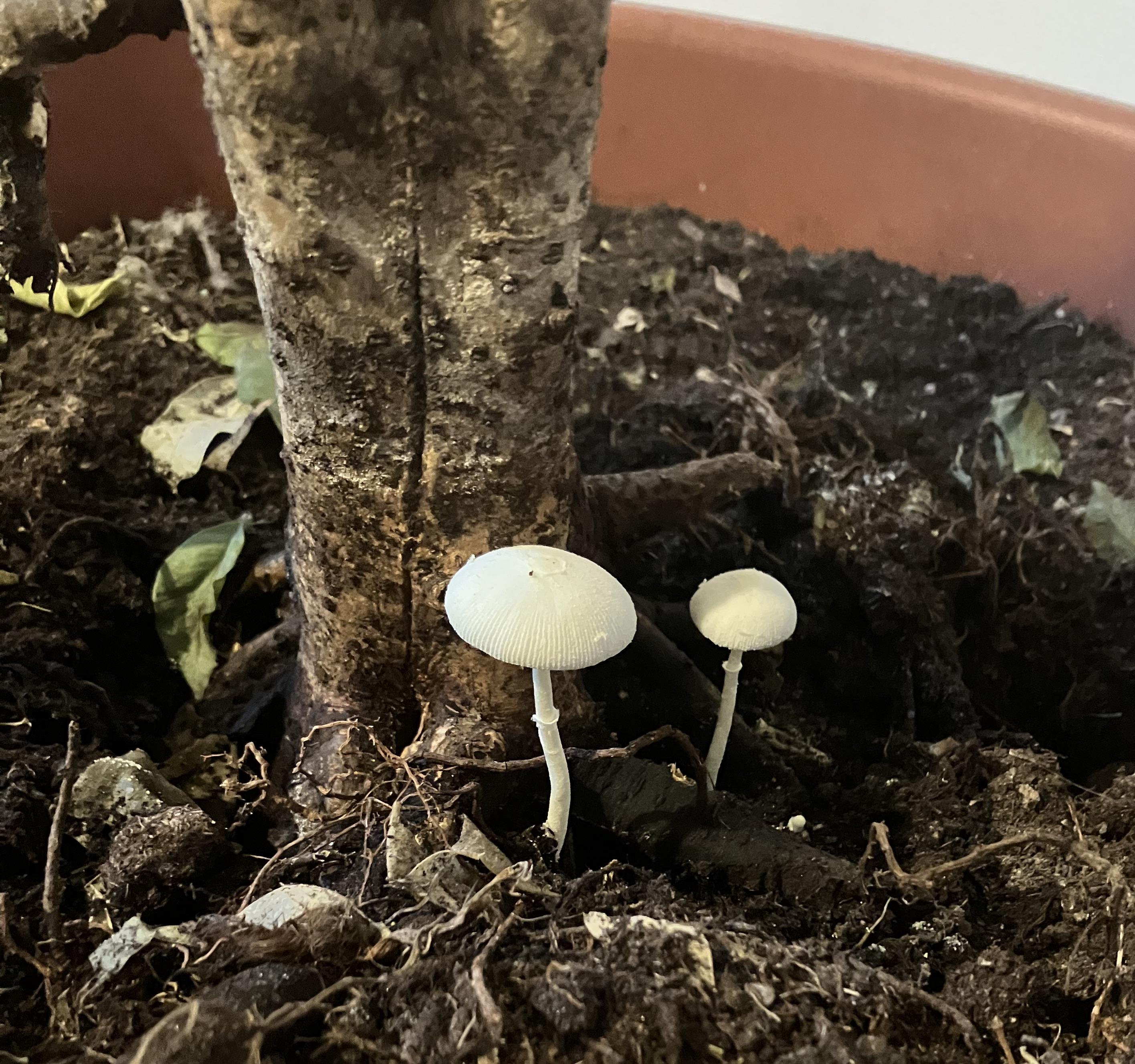 This mushroom grew in my ficus and now the plant is dying. Any relation