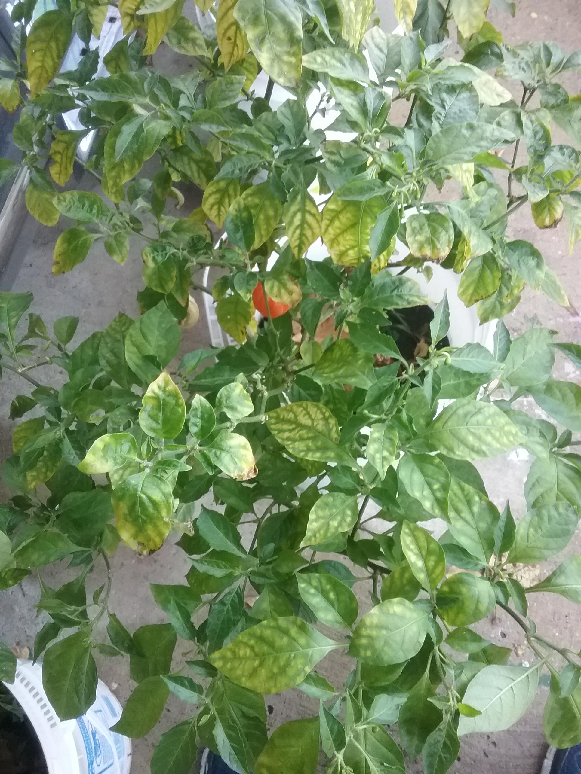 Help me out please. Bucket grown carolina reaper yellowing leaves r