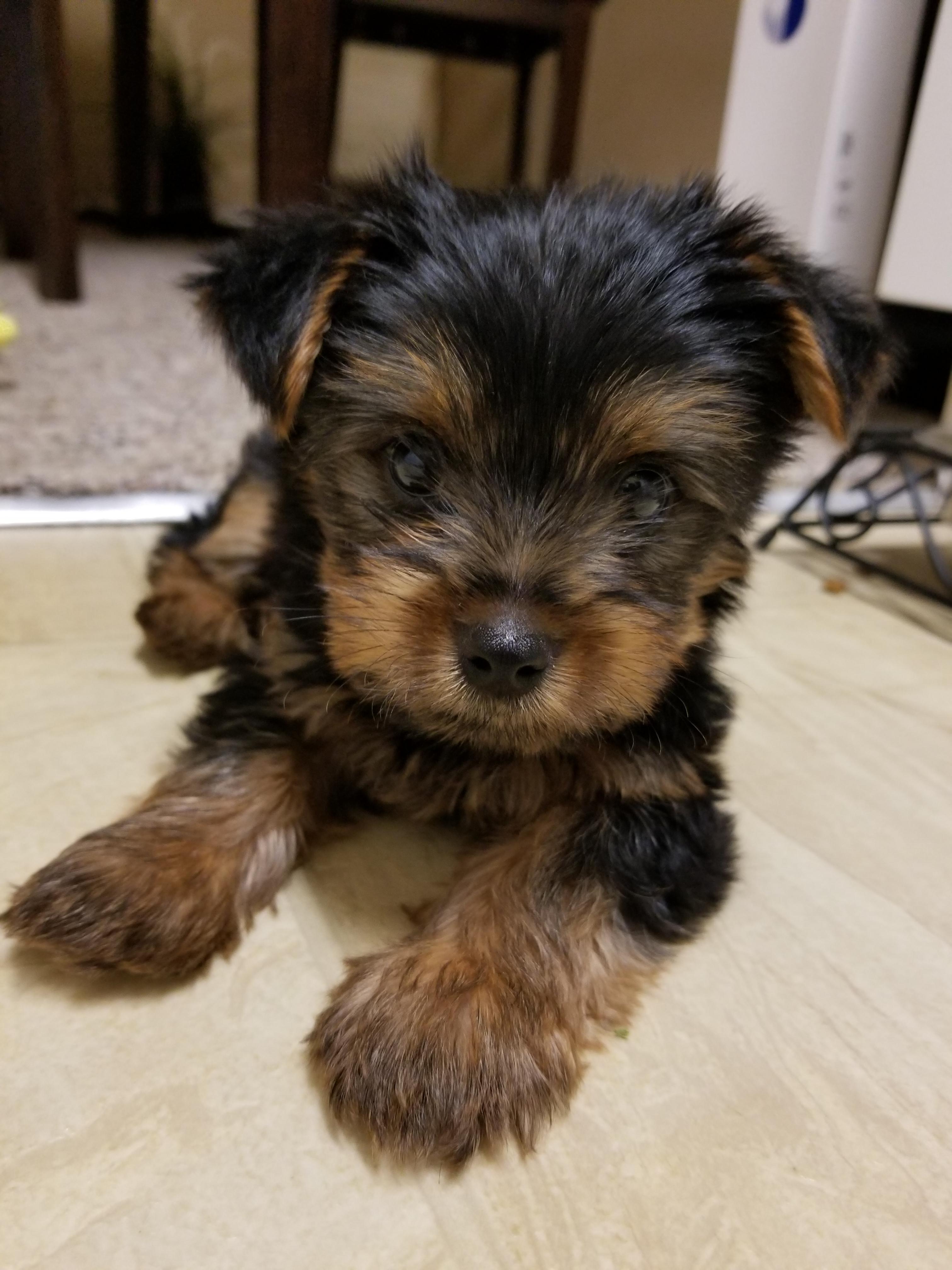 Meet Benji! We got him last week. He's now 11weeks old. He's our first