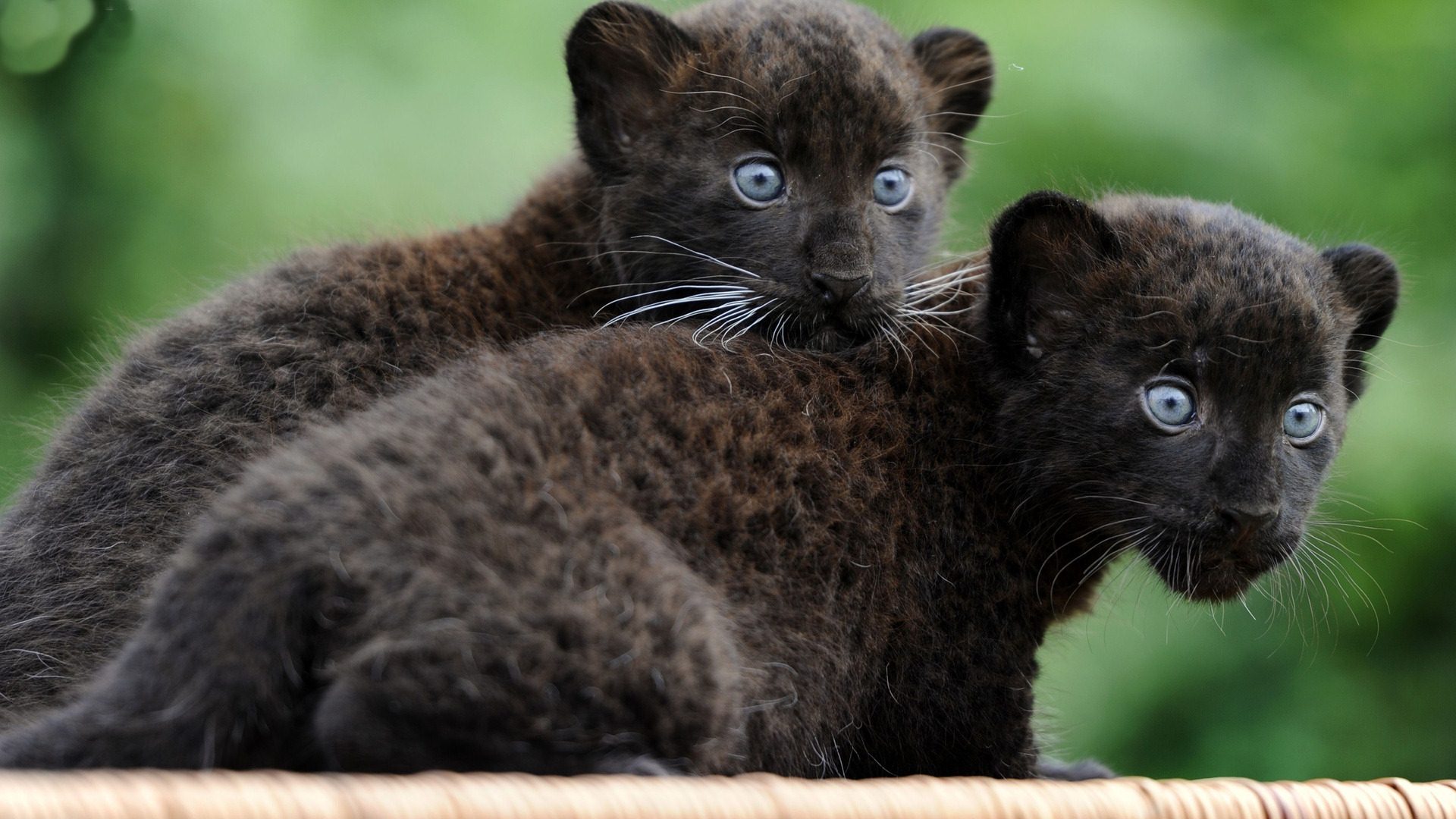 Panther Cubs