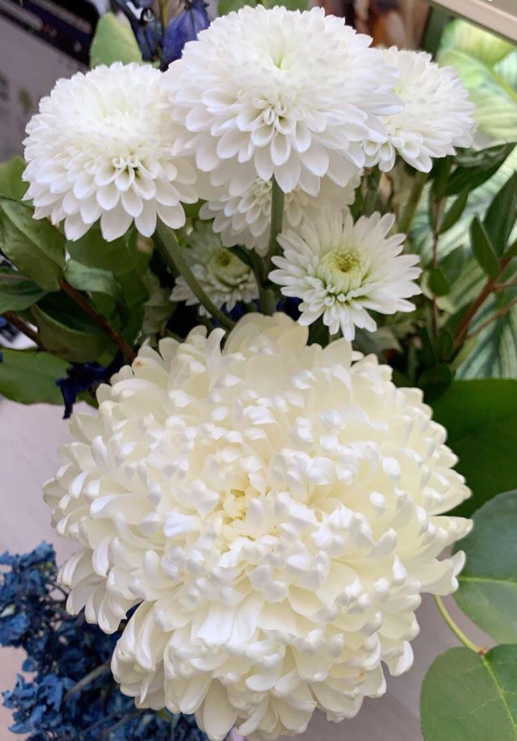 Can someone identify the big white flower? I think the smaller ones are