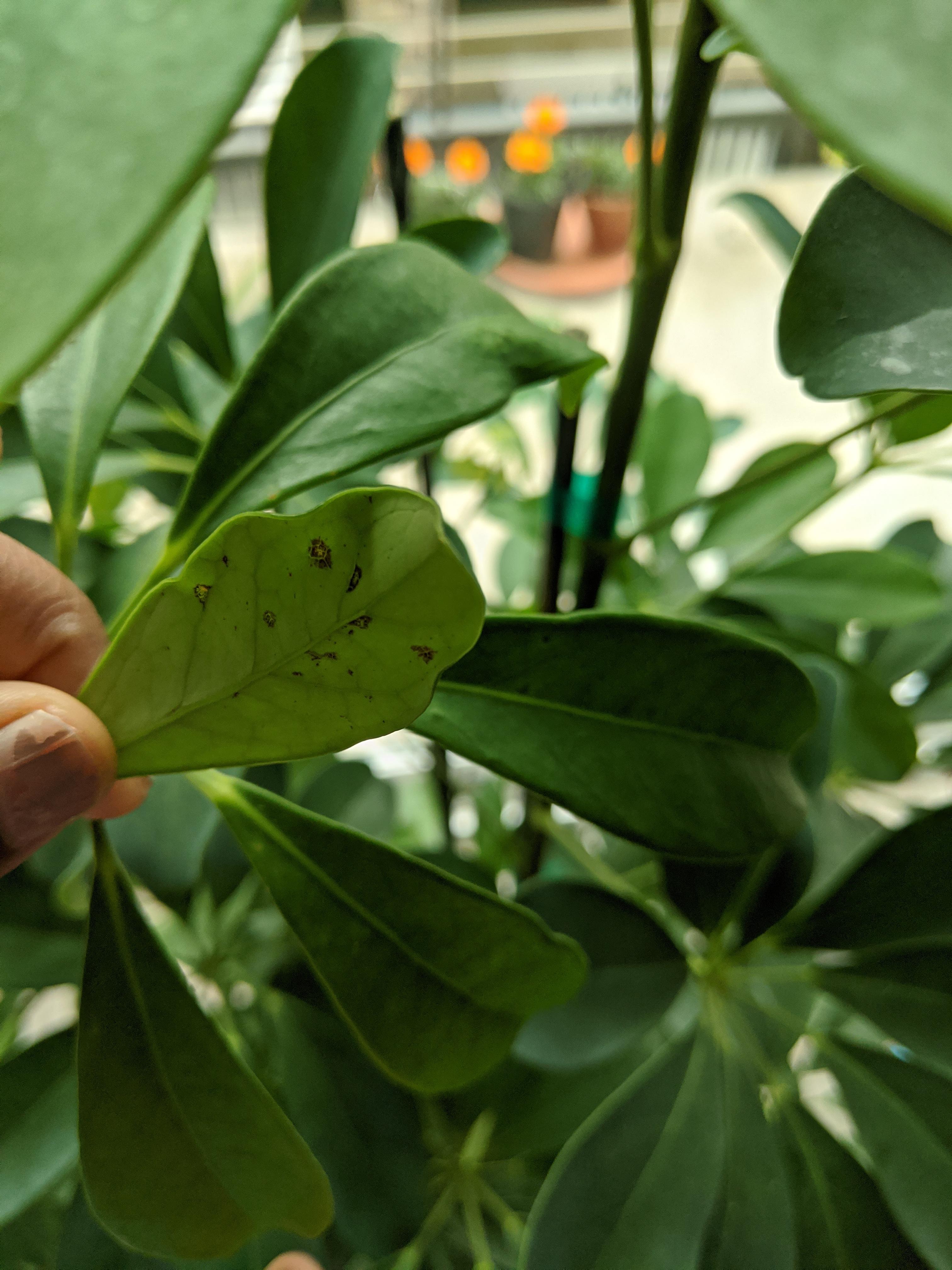 Brown spots underneath Schefflera leaves (umbrella plant). With every